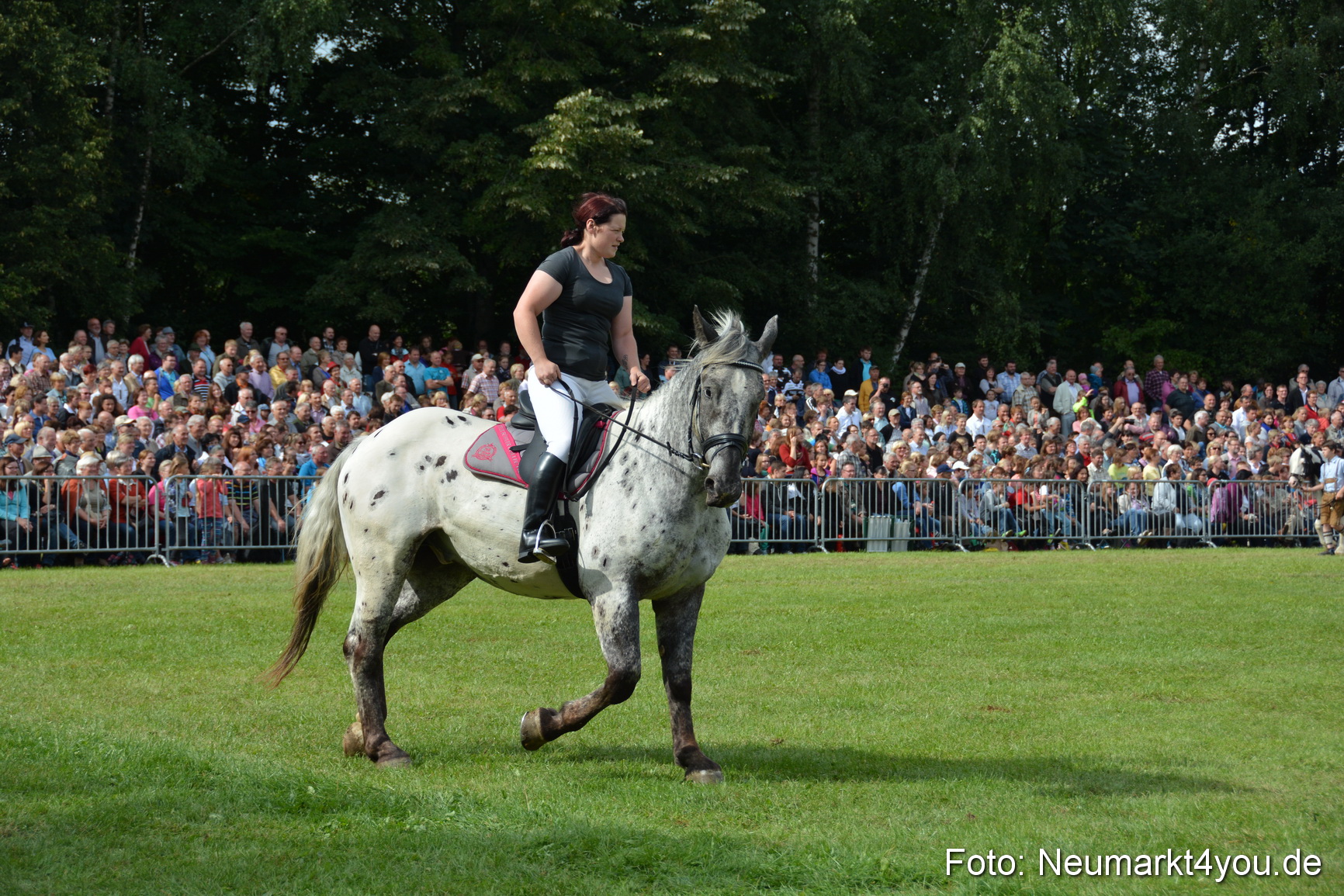 Pferdeschau JURA Volksfest 180814 0250
