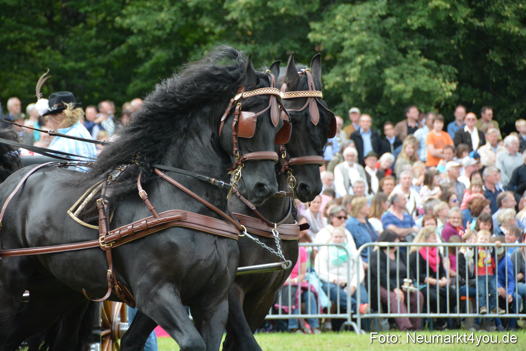 Pferdeschau JURA Volksfest 180814 0336