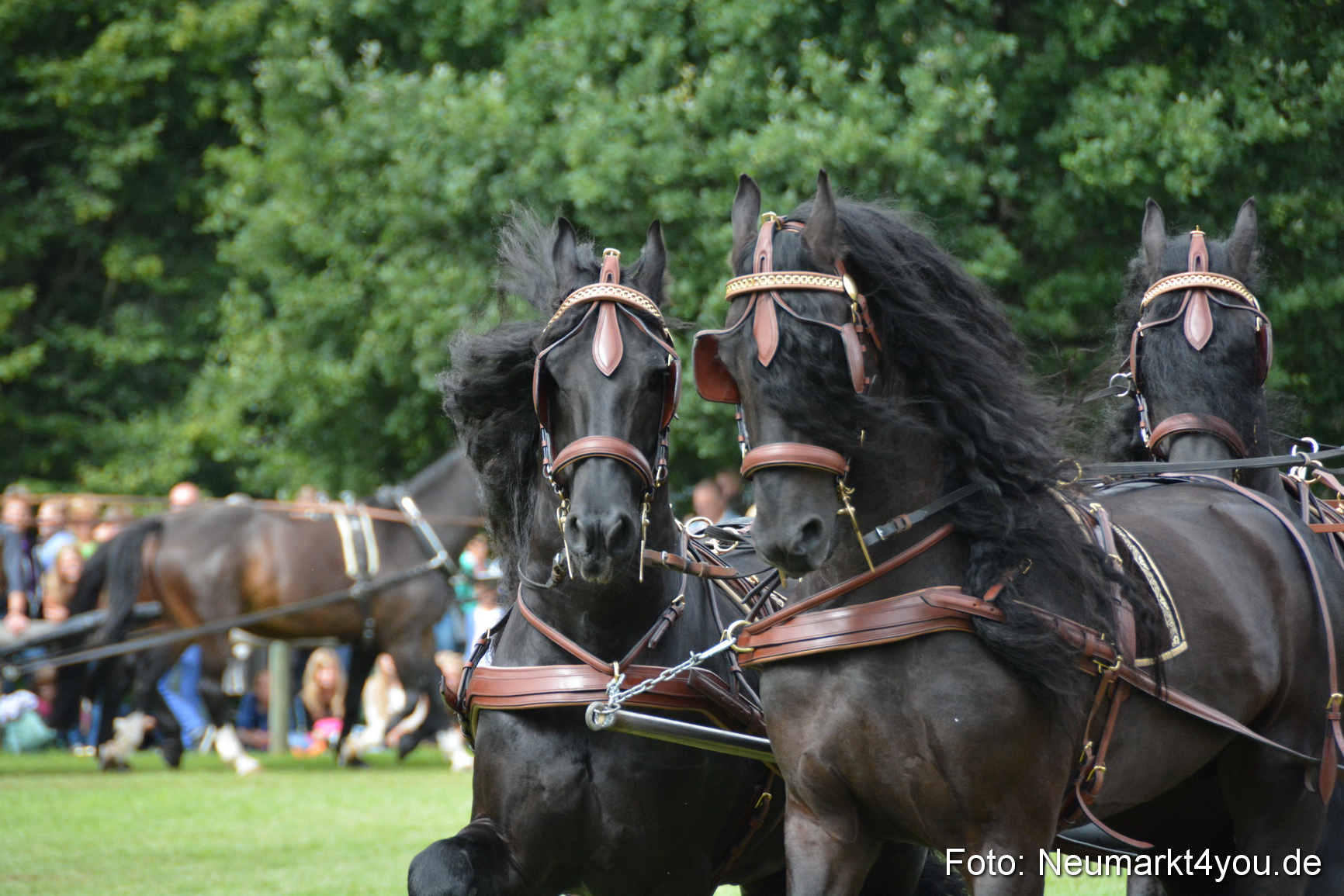 Pferdeschau JURA Volksfest 180814 0339