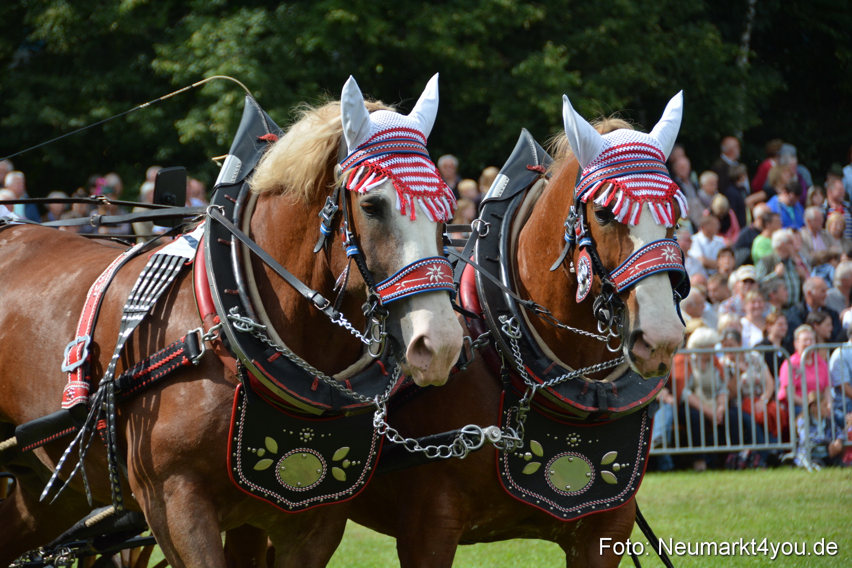 Pferdeschau JURA Volksfest 180814 0419