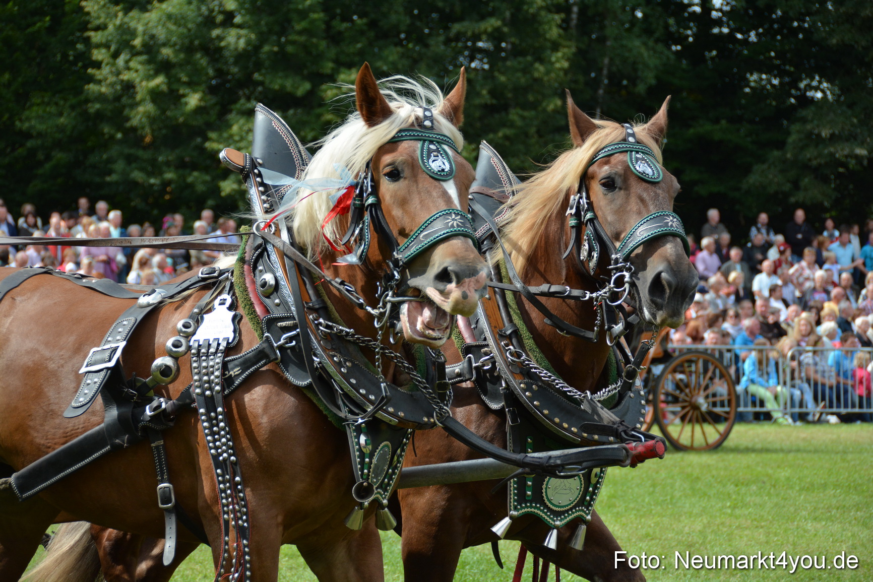 Pferdeschau JURA Volksfest 180814 0420