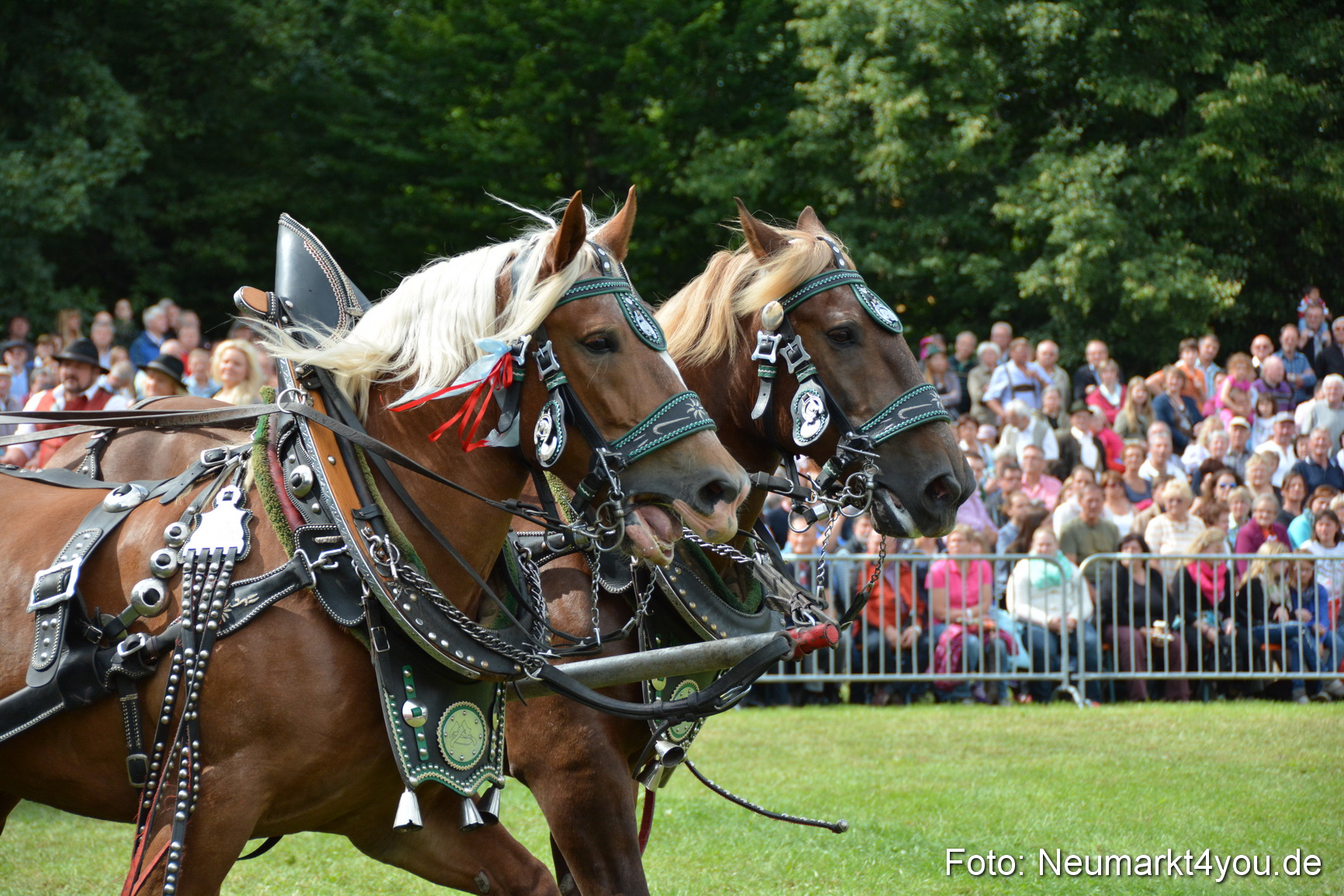 Pferdeschau JURA Volksfest 180814 0422