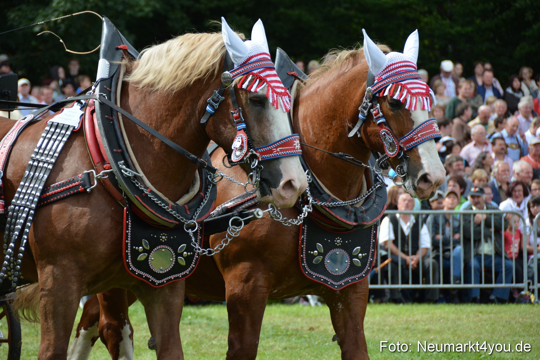Pferdeschau JURA Volksfest 180814 0426