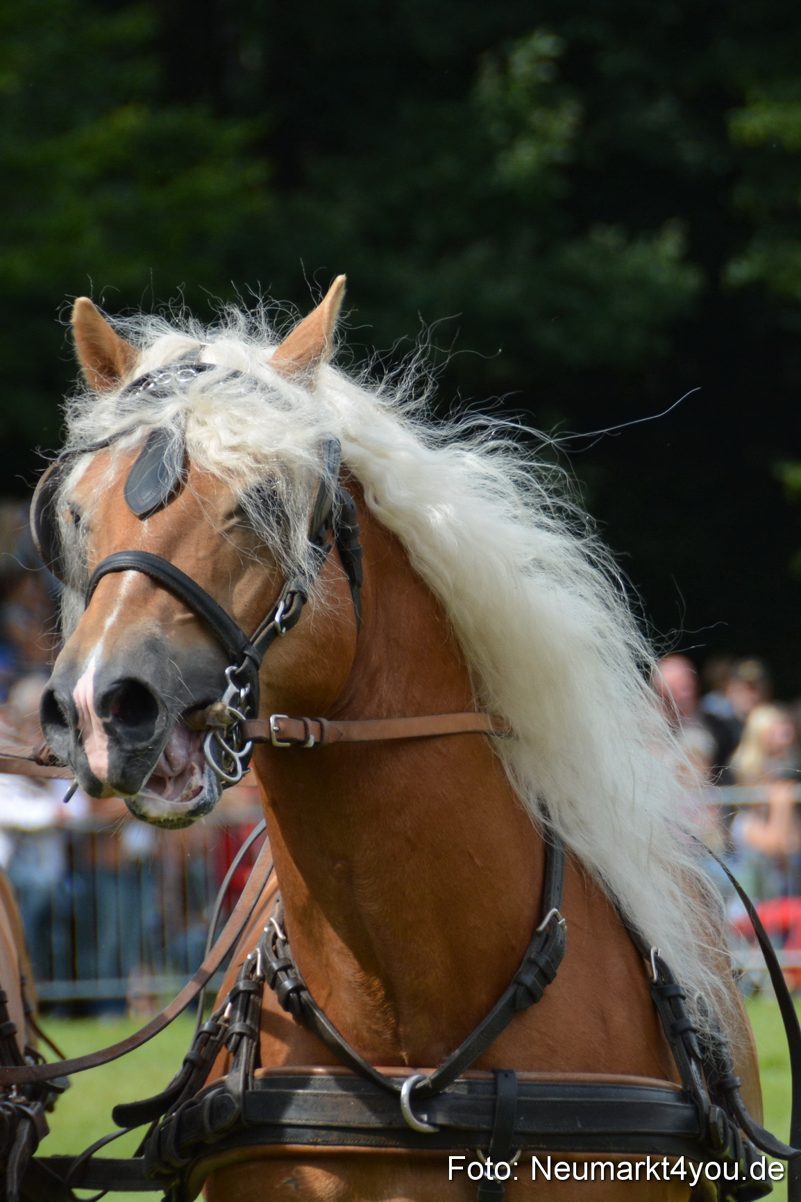 Pferdeschau JURA Volksfest 180814 0432