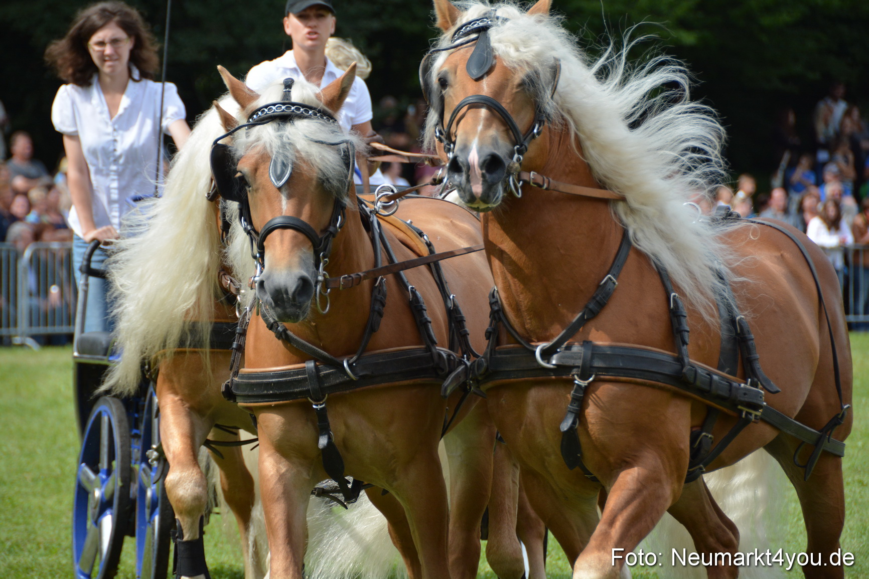 Pferdeschau JURA Volksfest 180814 0433