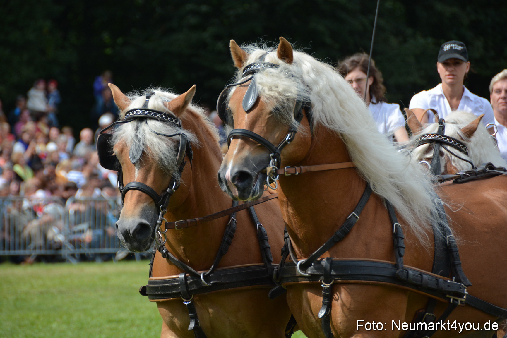 Pferdeschau JURA Volksfest 180814 0434