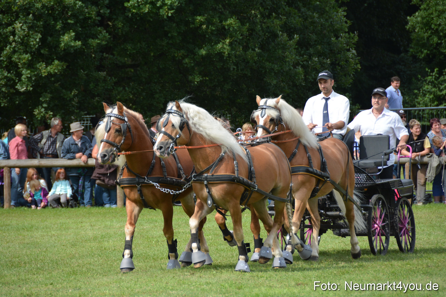 Pferdeschau JURA Volksfest 180814 0440