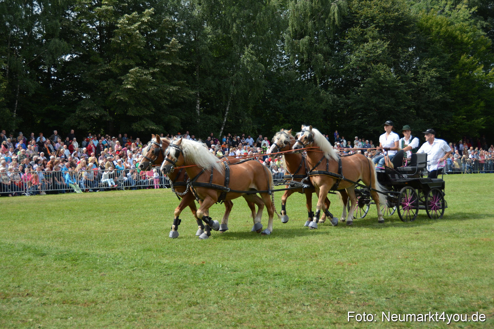 Pferdeschau JURA Volksfest 180814 0441