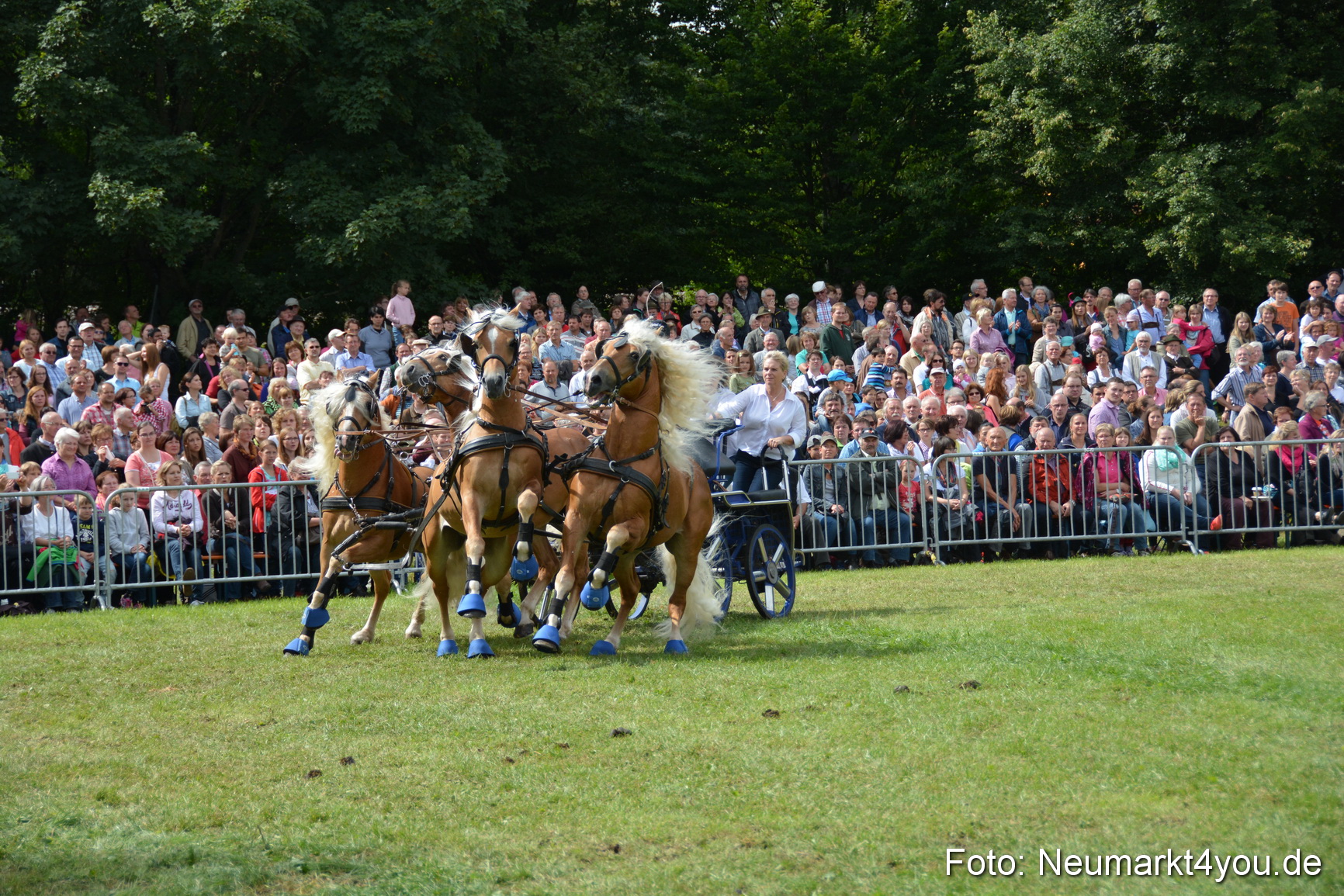 Pferdeschau JURA Volksfest 180814 0444