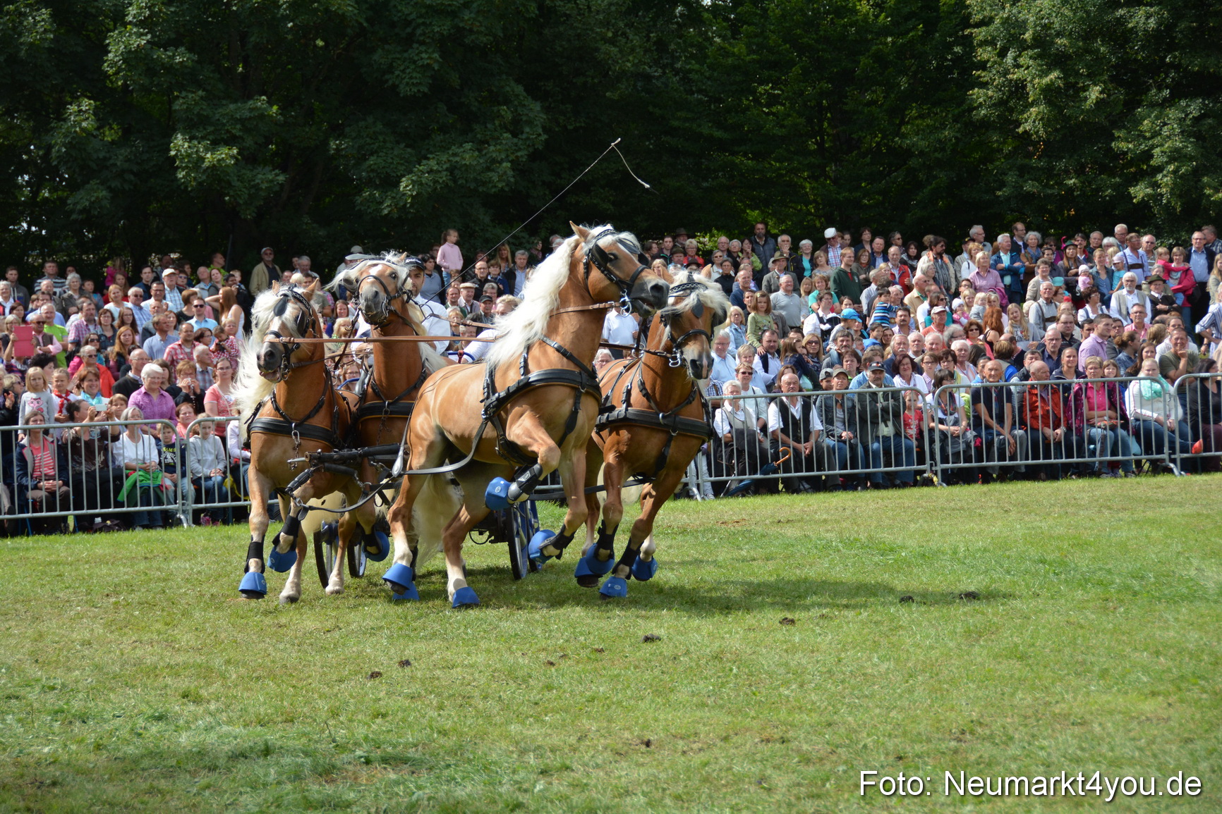 Pferdeschau JURA Volksfest 180814 0445