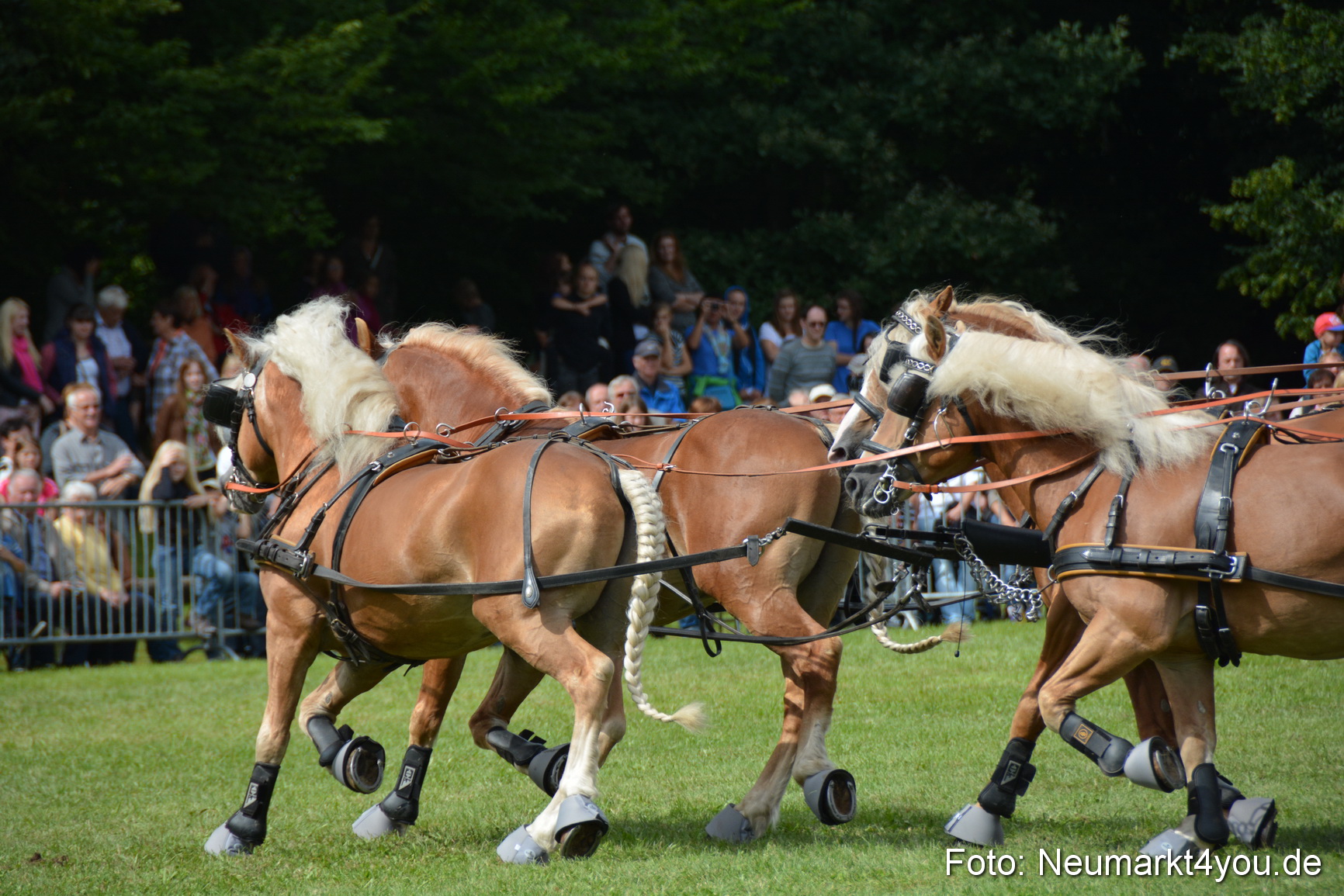 Pferdeschau JURA Volksfest 180814 0451