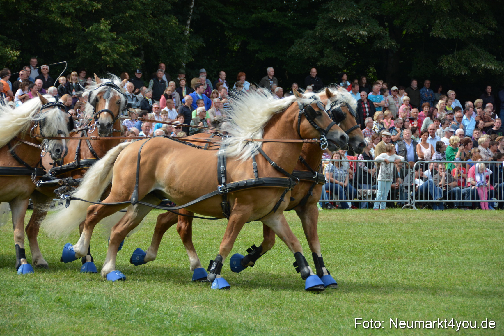 Pferdeschau JURA Volksfest 180814 0453