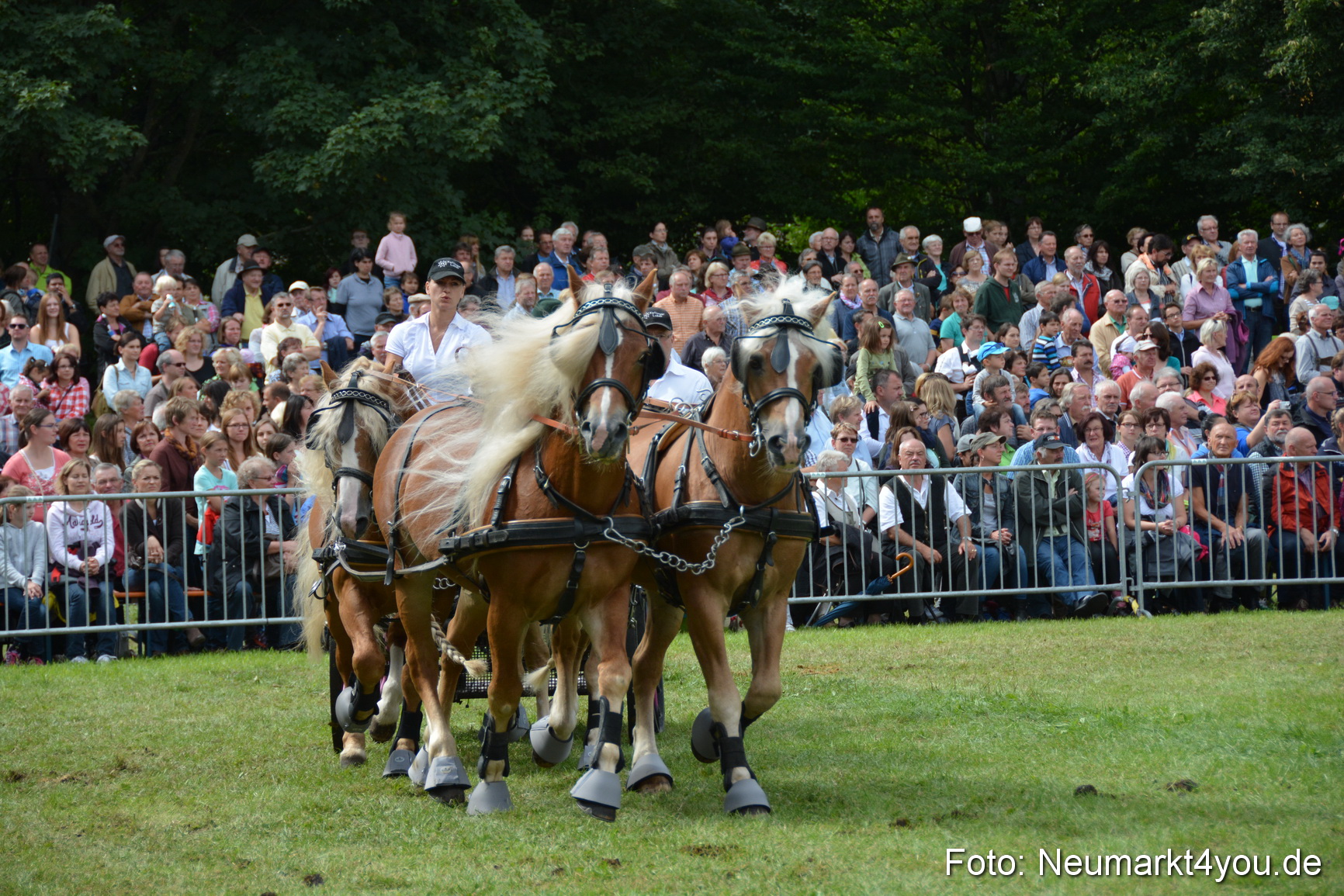 Pferdeschau JURA Volksfest 180814 0455