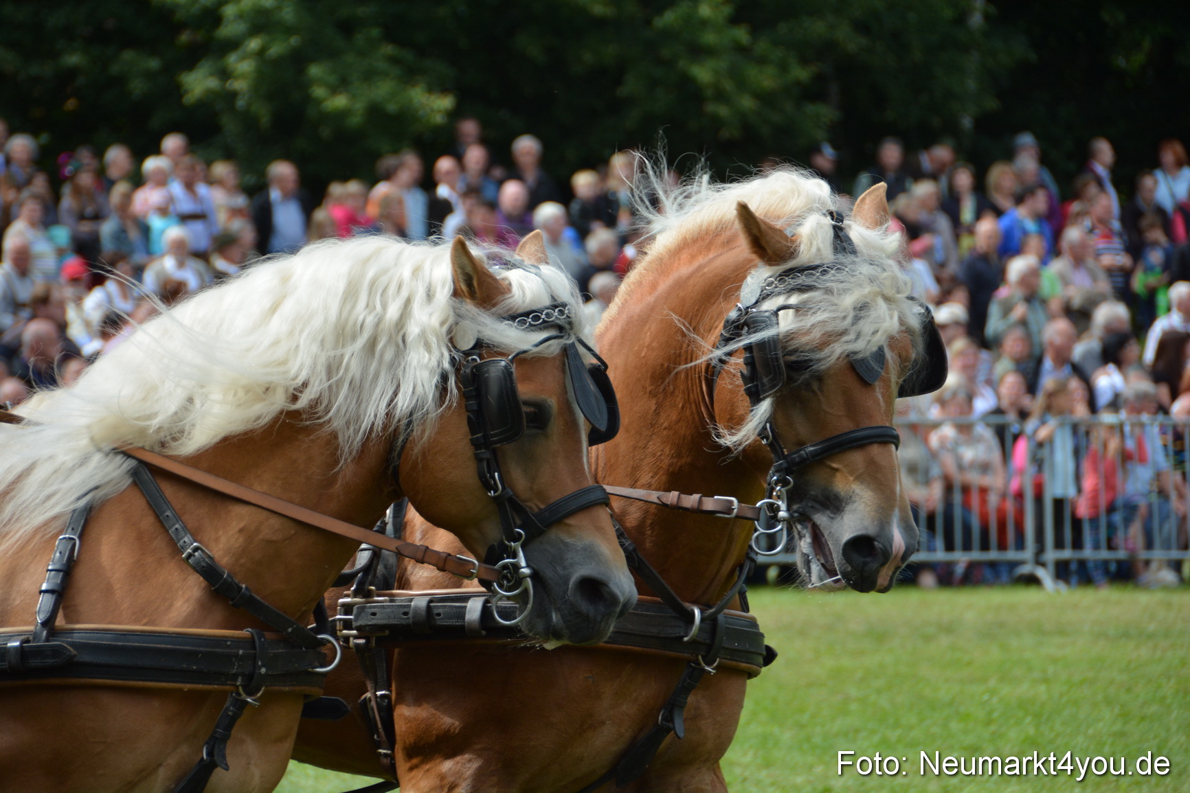 Pferdeschau JURA Volksfest 180814 0456