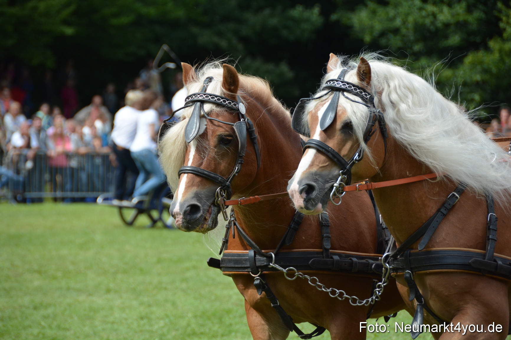 Pferdeschau JURA Volksfest 180814 0457