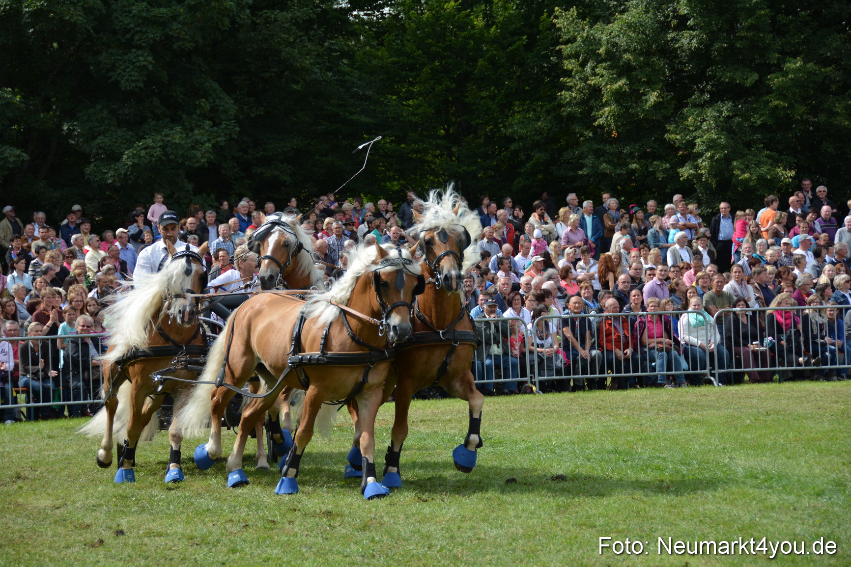 Pferdeschau JURA Volksfest 180814 0459