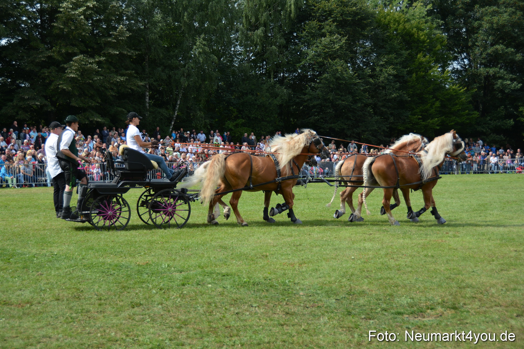 Pferdeschau JURA Volksfest 180814 0463