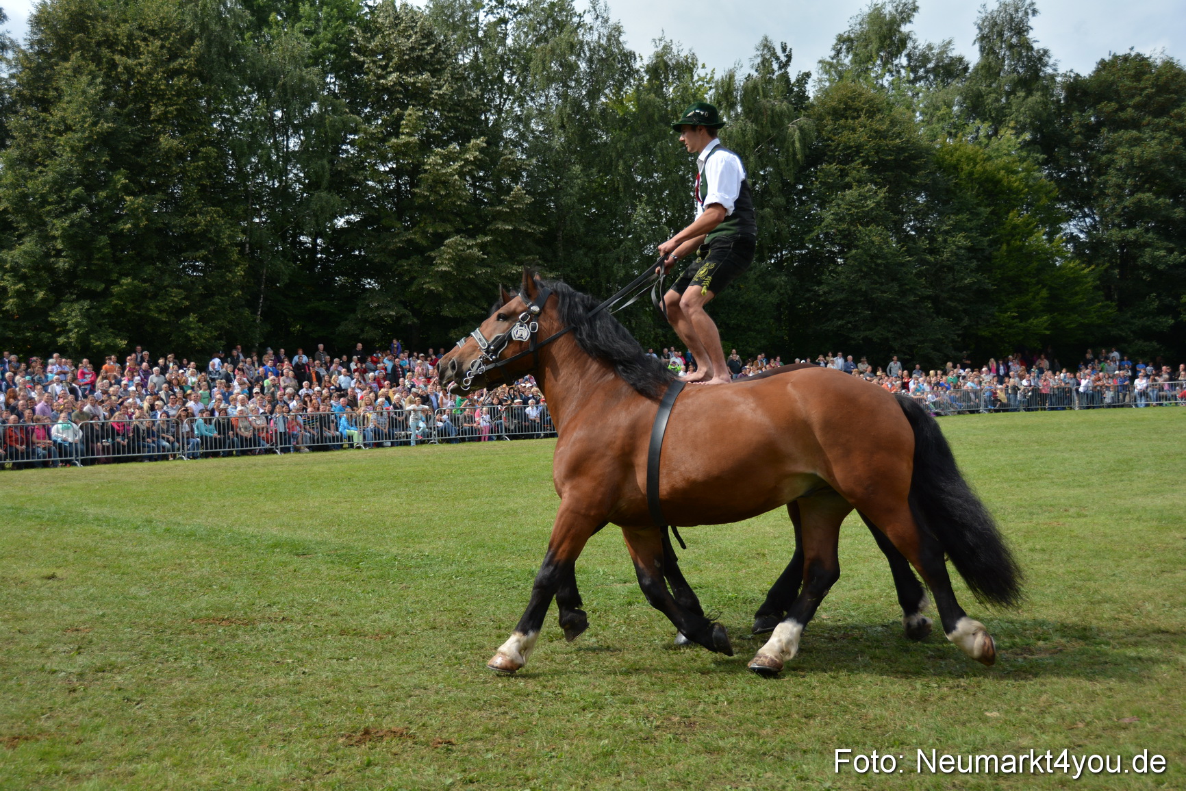 Pferdeschau JURA Volksfest 180814 0467