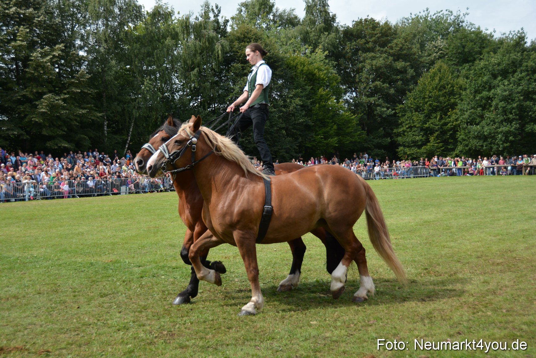 Pferdeschau JURA Volksfest 180814 0469