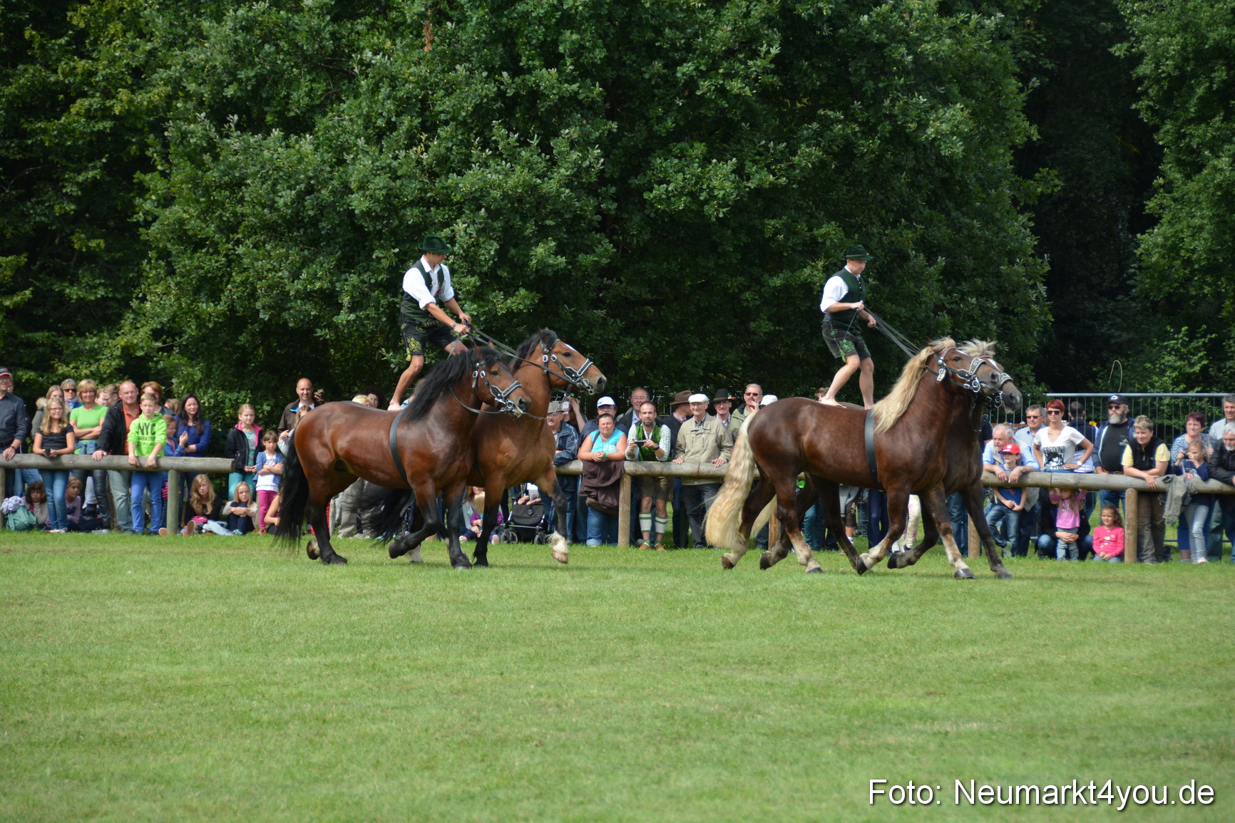 Pferdeschau JURA Volksfest 180814 0485