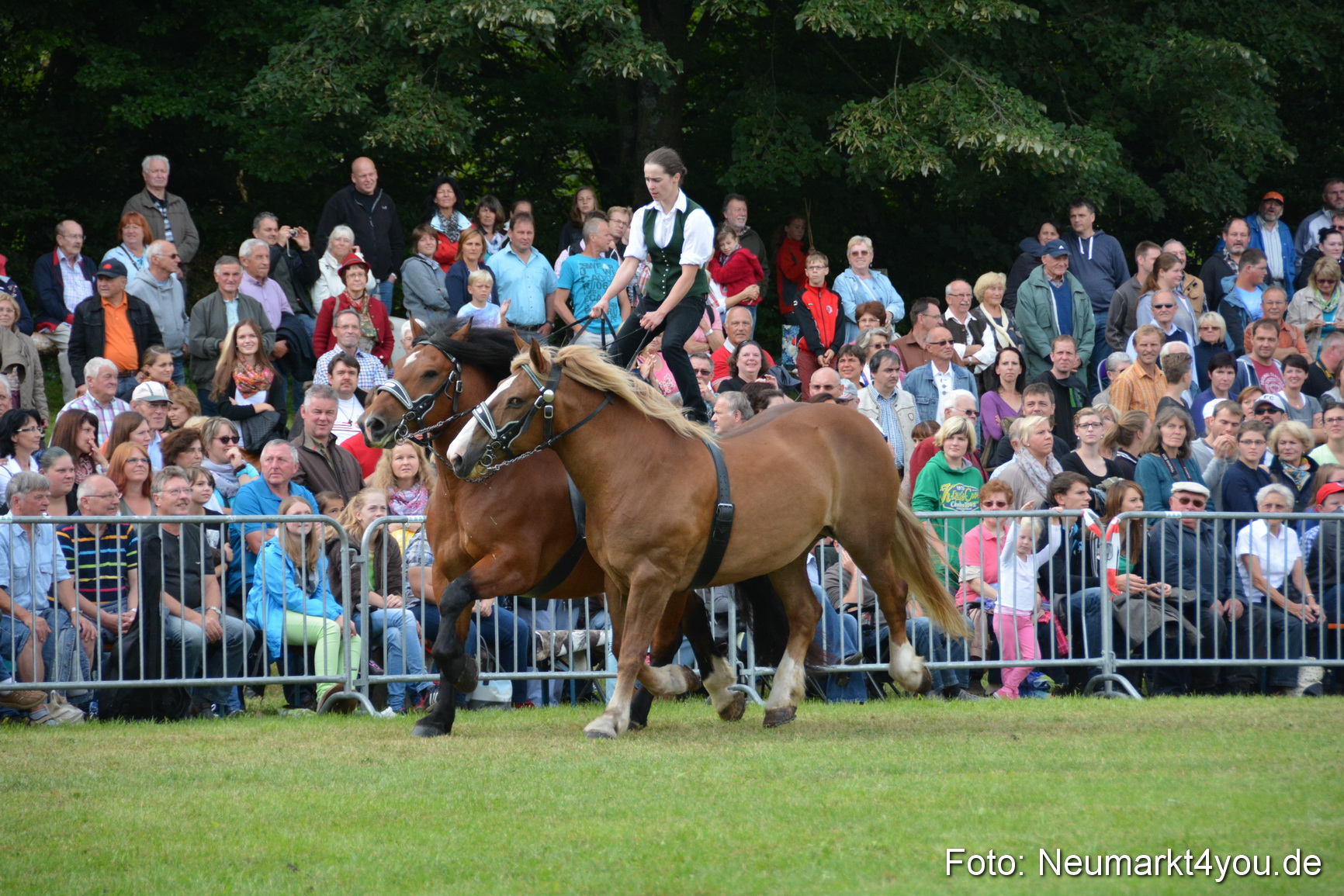 Pferdeschau JURA Volksfest 180814 0491