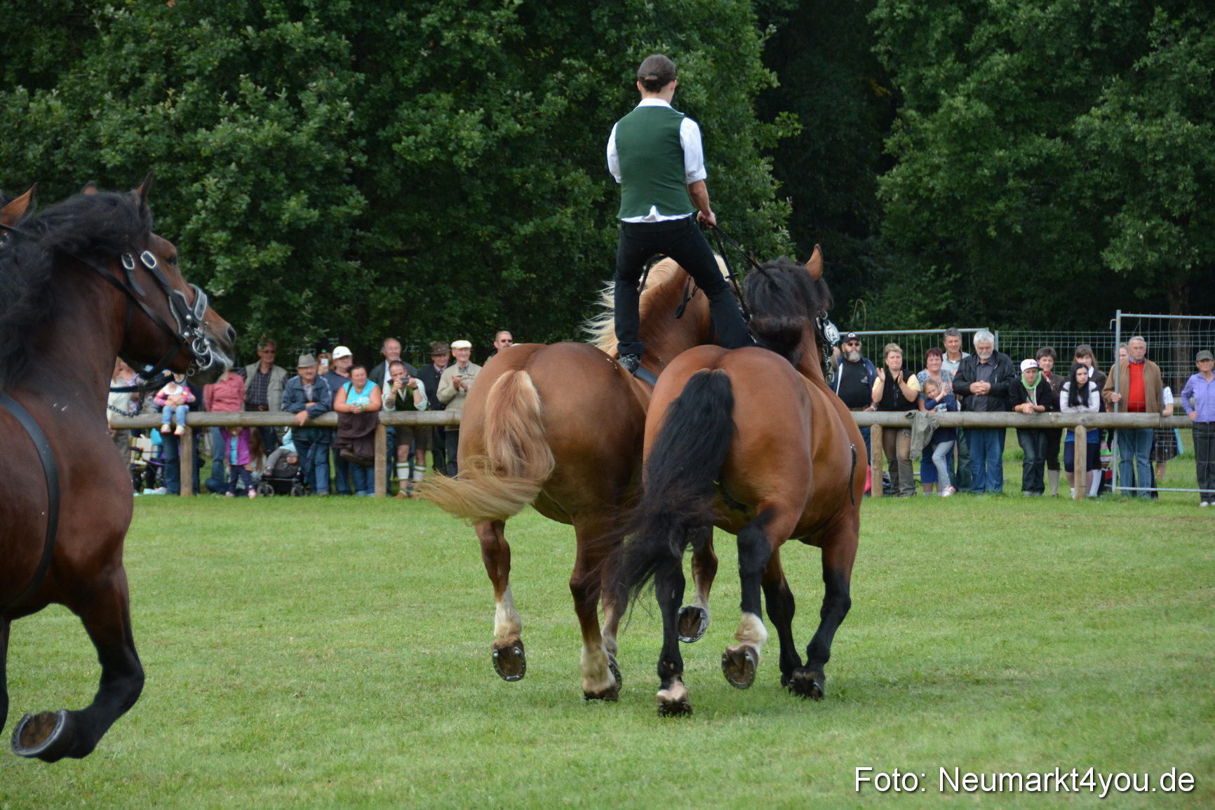 Pferdeschau JURA Volksfest 180814 0493