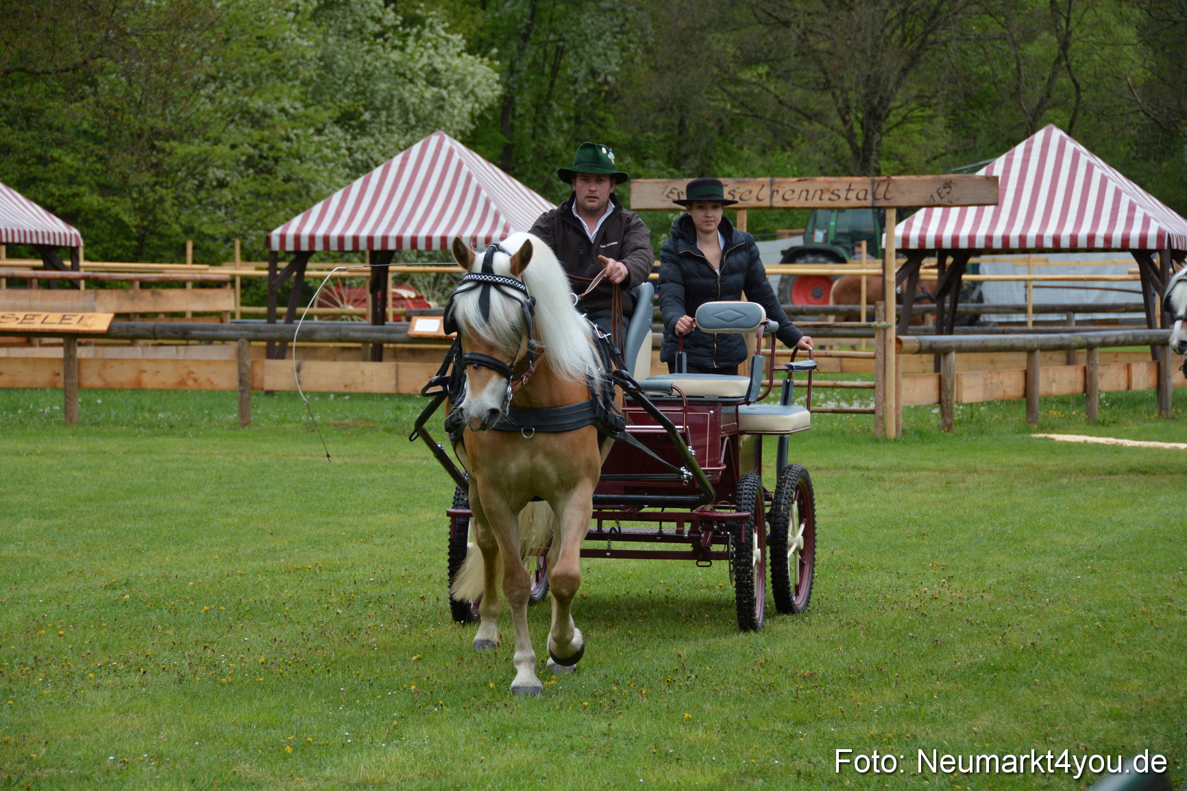 Haflingertreffen Neumarkt 2015