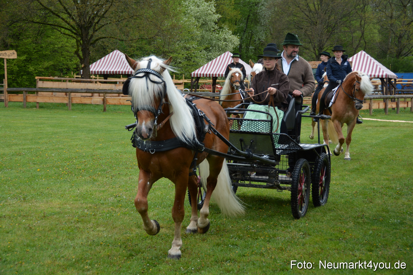 Haflingertreffen Fruehlingsfest 010515 0002