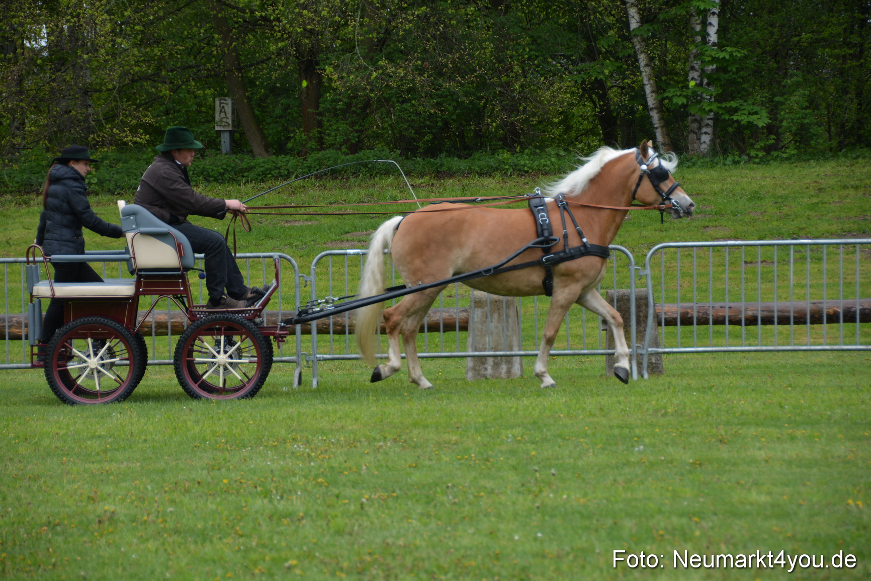 Haflingertreffen Fruehlingsfest 010515 0004