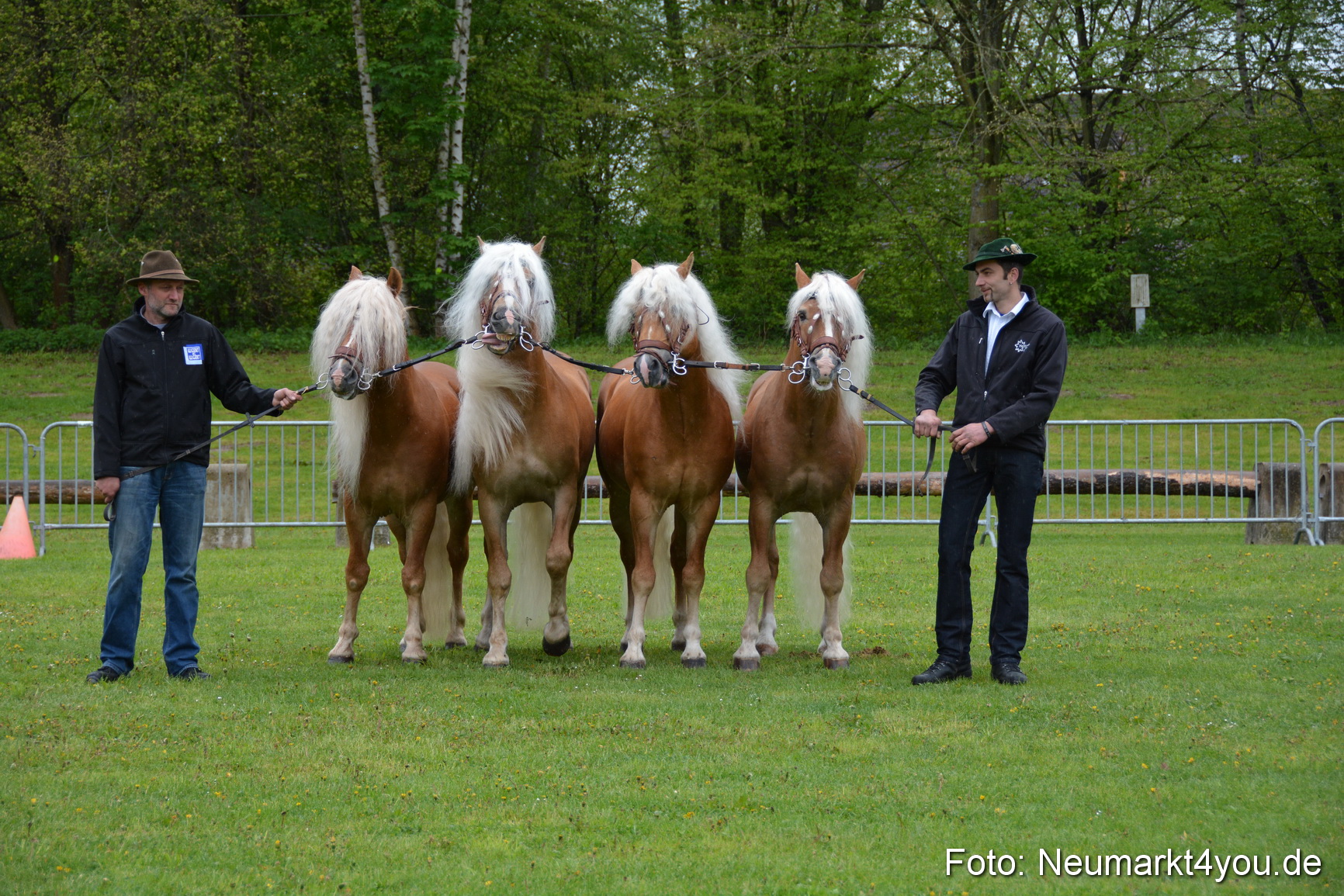 Haflingertreffen Fruehlingsfest 010515 0011