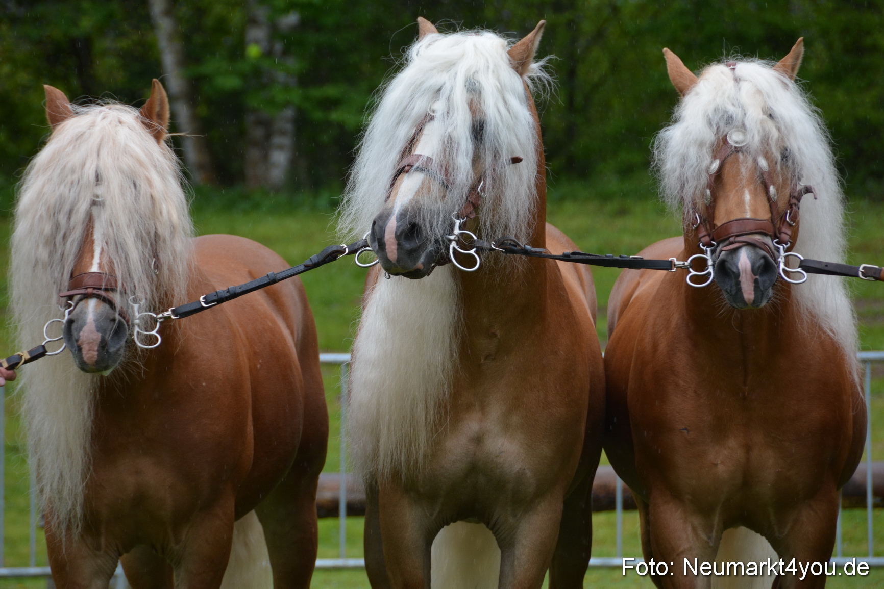 Haflingertreffen Fruehlingsfest 010515 0012