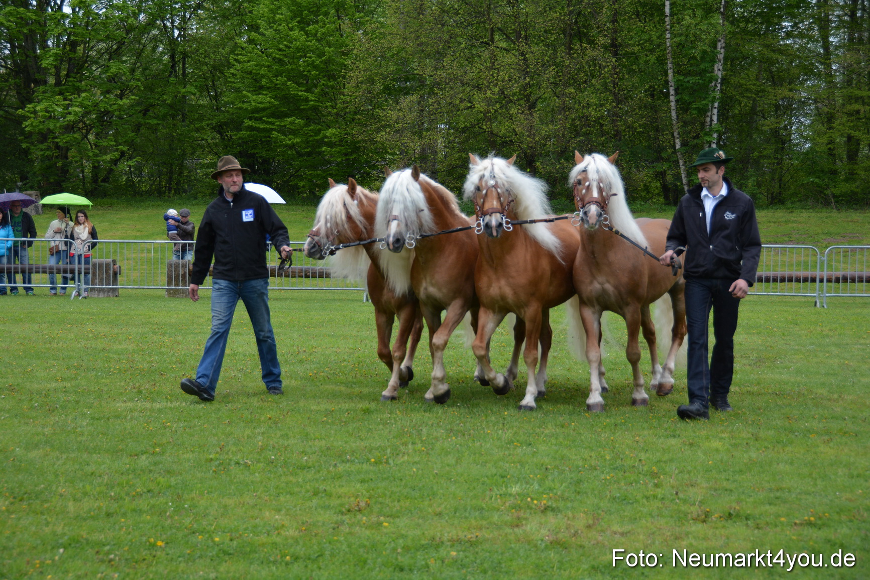 Haflingertreffen Fruehlingsfest 010515 0015