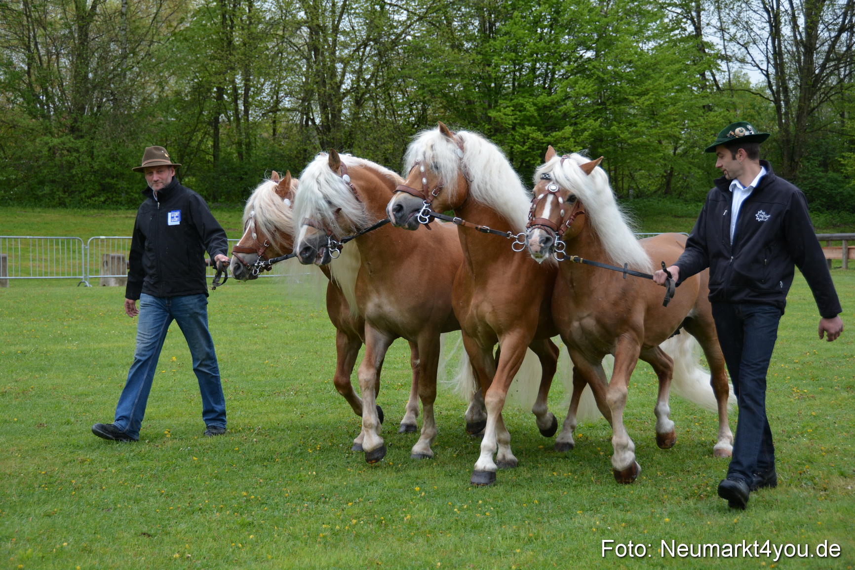 Haflingertreffen Fruehlingsfest 010515 0021