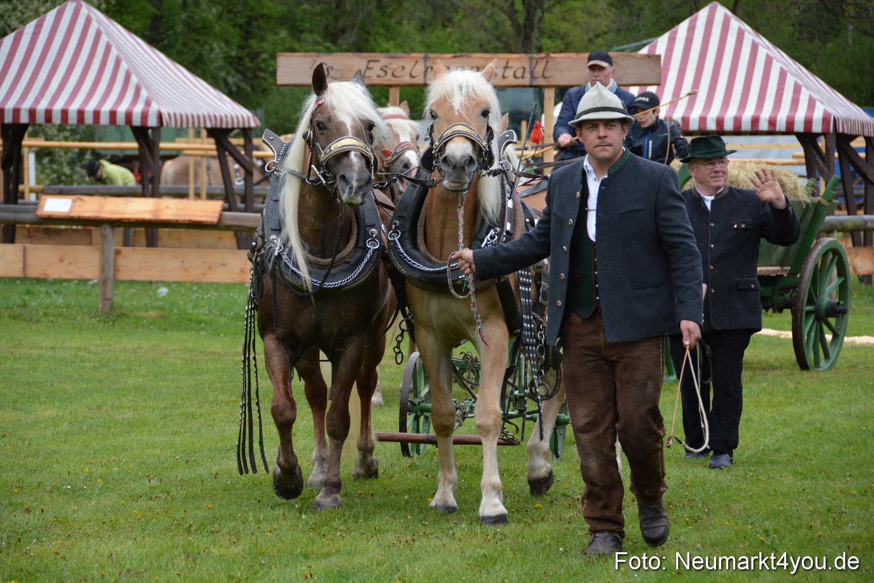 Haflingertreffen Fruehlingsfest 010515 0024