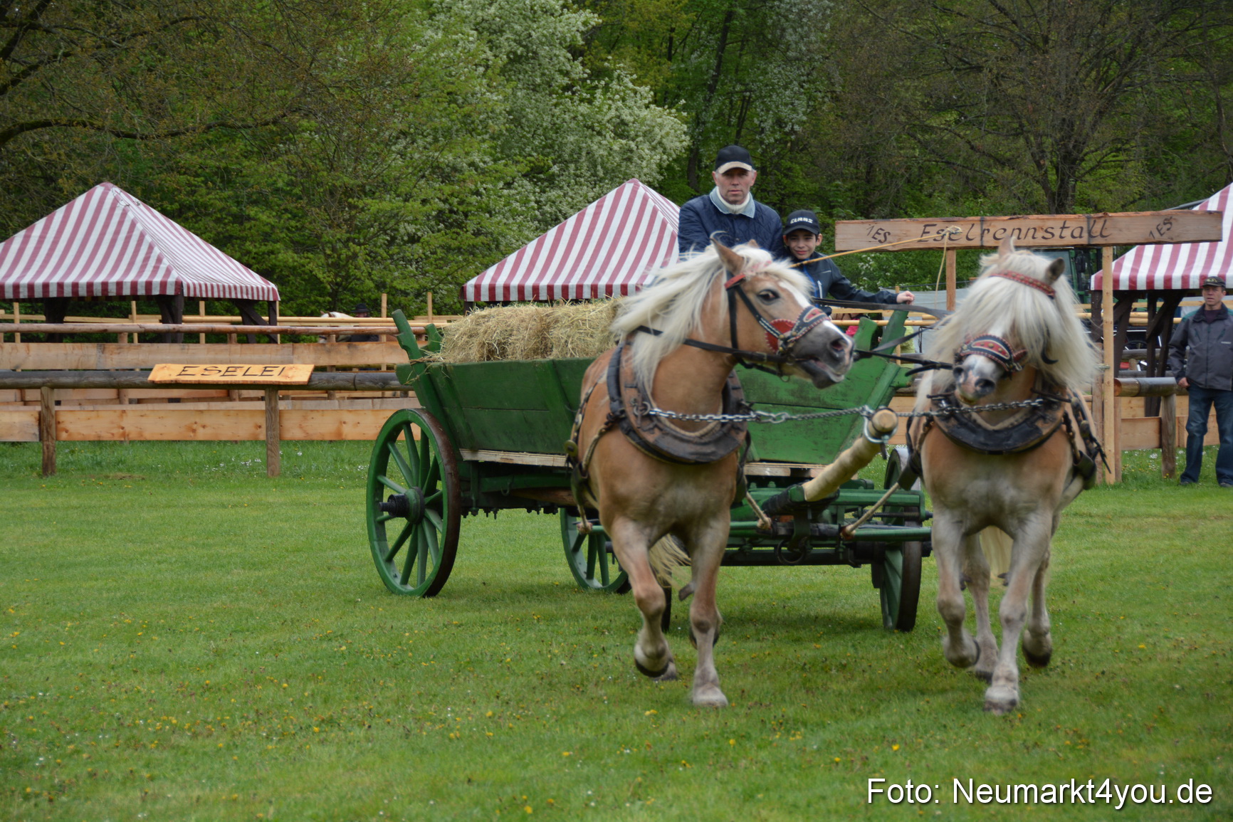 Haflingertreffen Fruehlingsfest 010515 0026