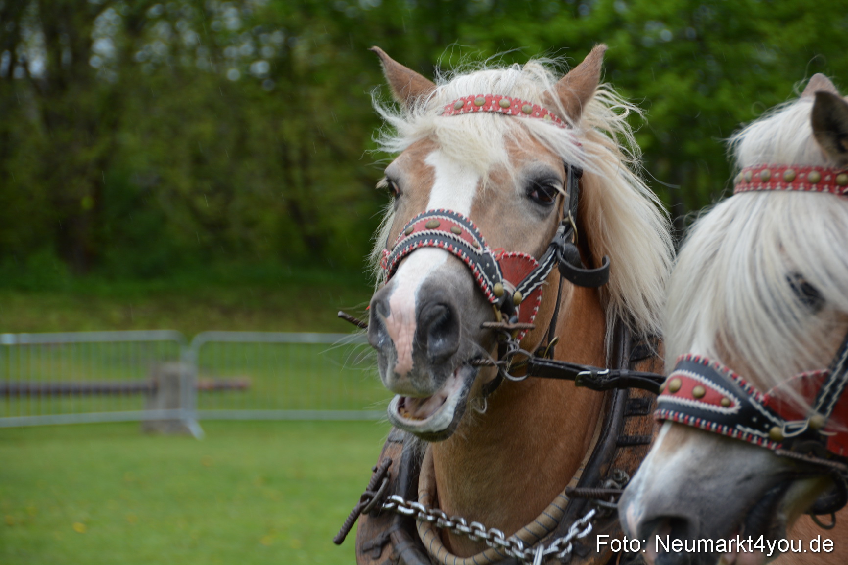 Haflingertreffen Fruehlingsfest 010515 0027