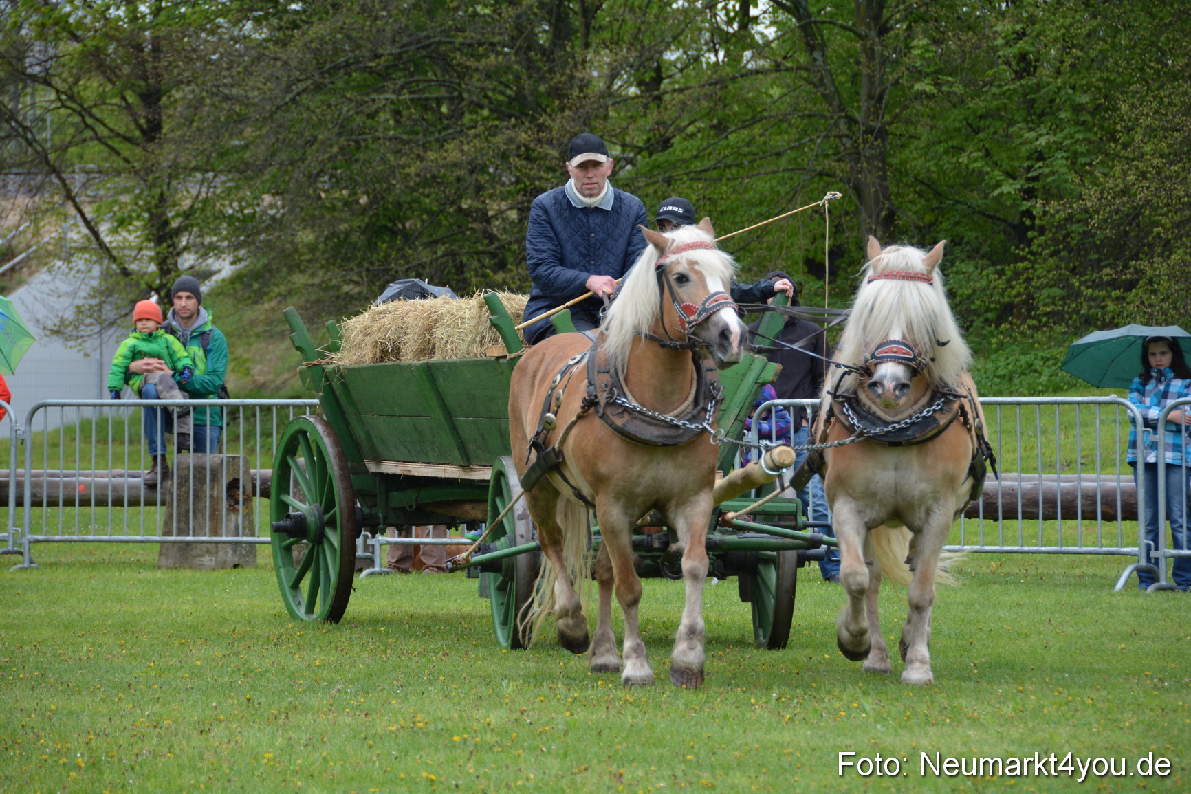 Haflingertreffen Fruehlingsfest 010515 0028