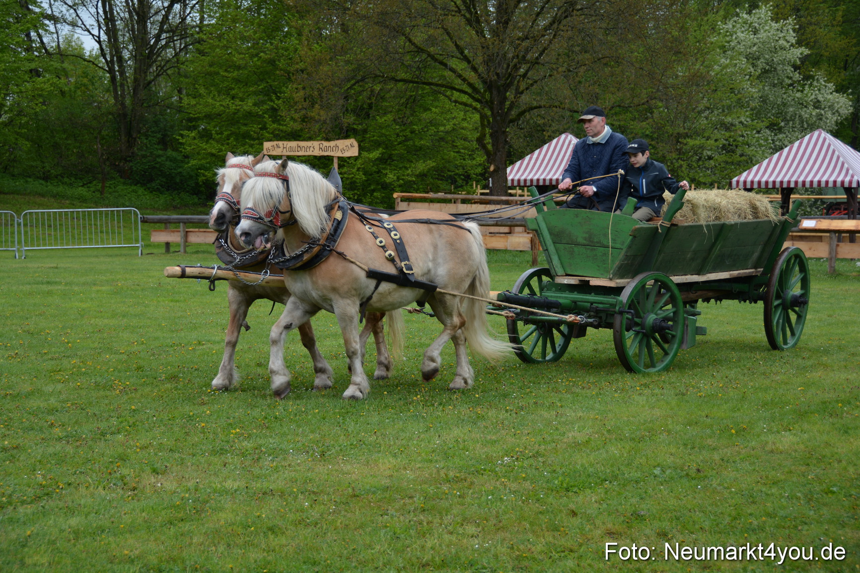 Haflingertreffen Fruehlingsfest 010515 0030
