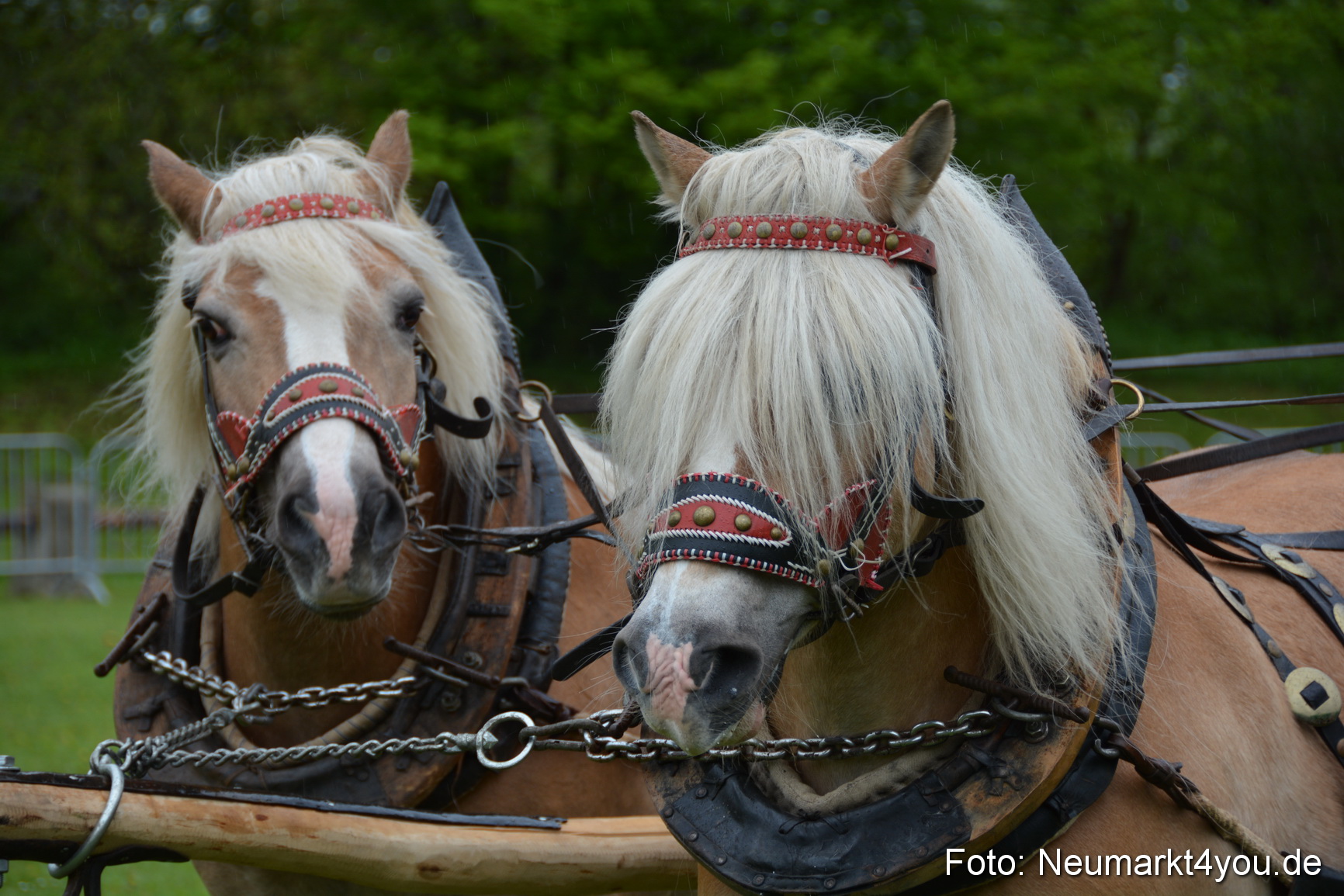 Haflingertreffen Fruehlingsfest 010515 0033