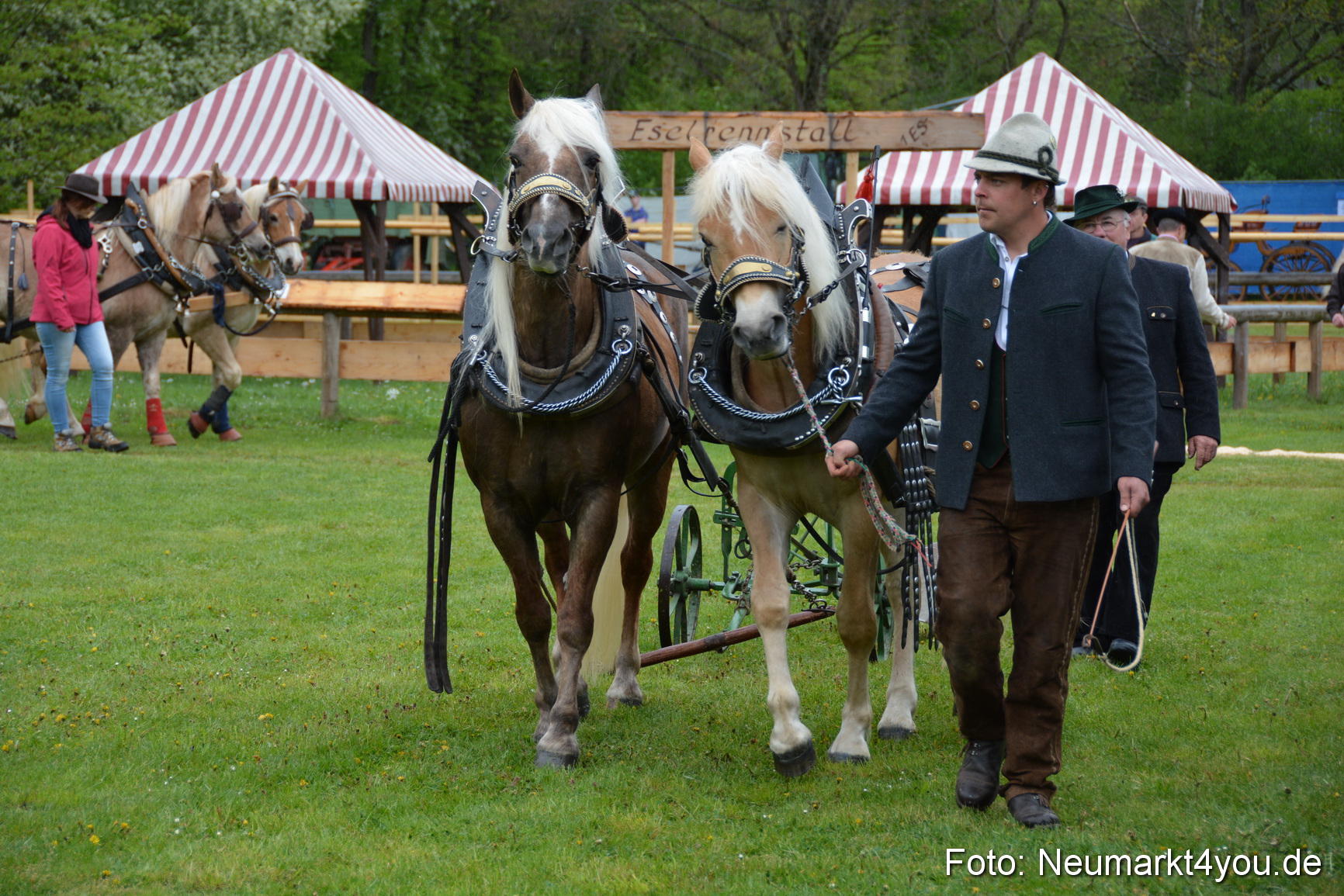 Haflingertreffen Fruehlingsfest 010515 0034