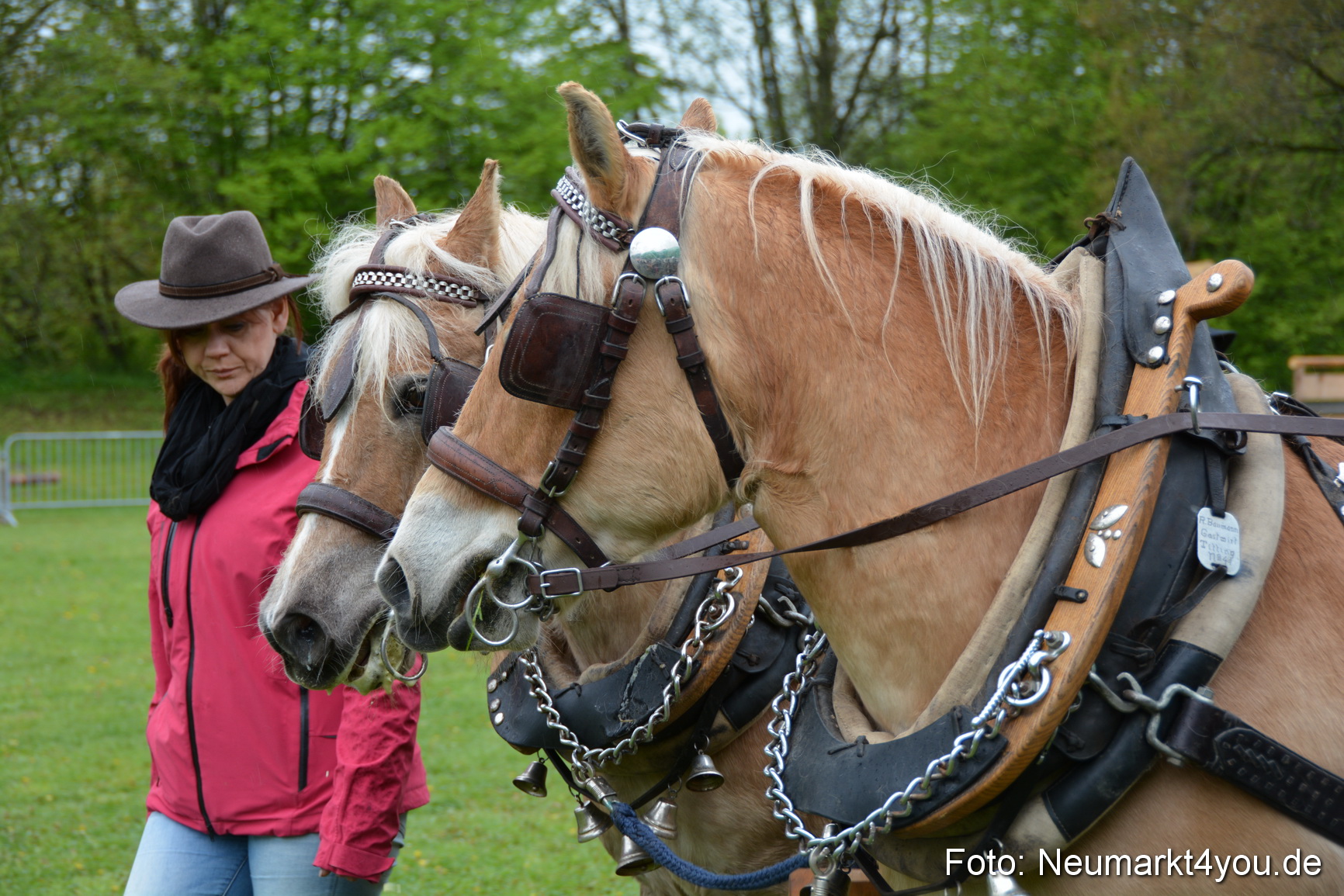 Haflingertreffen Fruehlingsfest 010515 0035