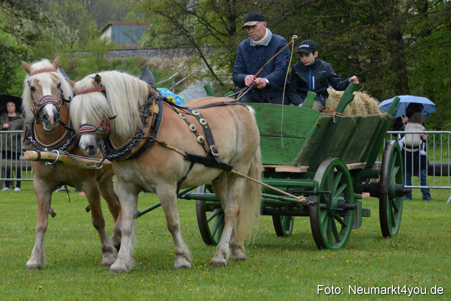 Haflingertreffen Fruehlingsfest 010515 0037