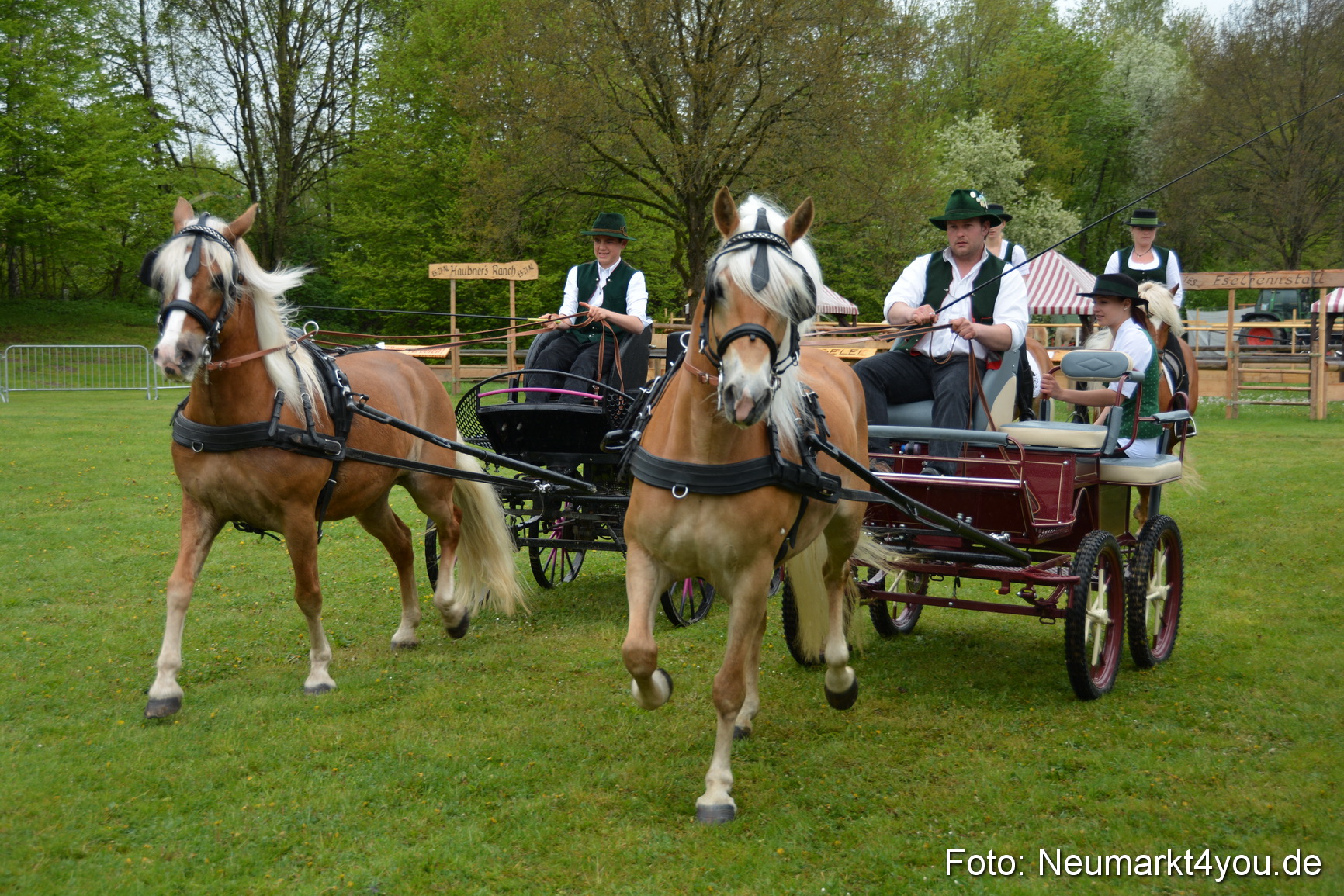 Haflingertreffen Fruehlingsfest 010515 0038