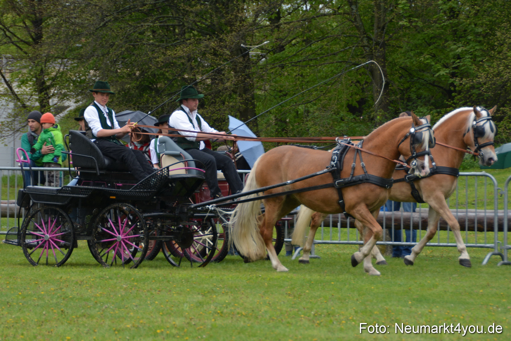 Haflingertreffen Fruehlingsfest 010515 0042