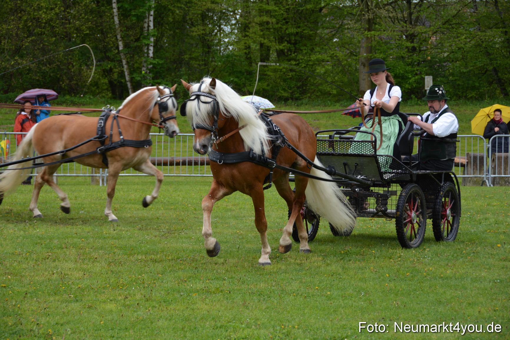 Haflingertreffen Fruehlingsfest 010515 0050