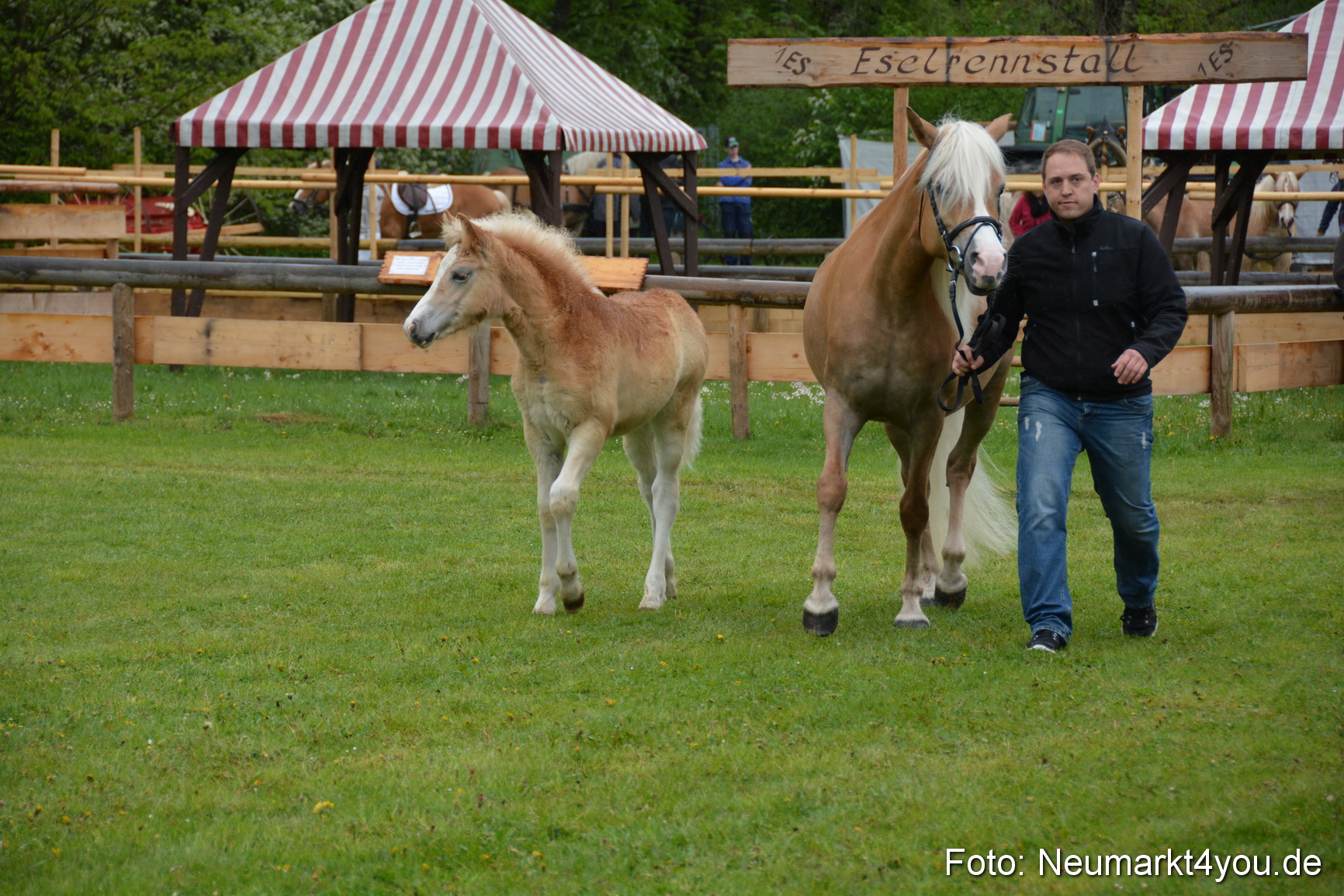Haflingertreffen Fruehlingsfest 010515 0082
