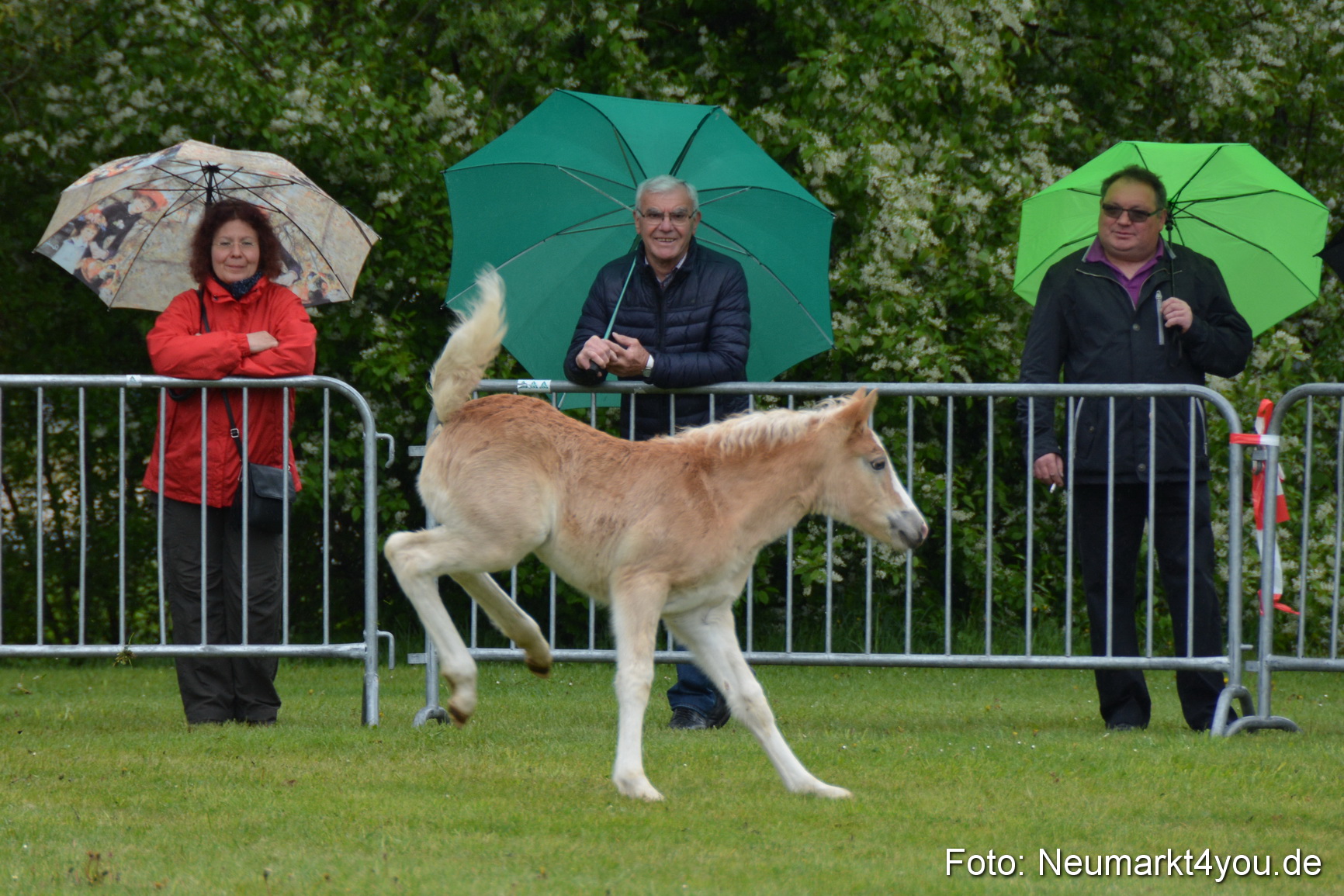 Haflingertreffen Fruehlingsfest 010515 0084