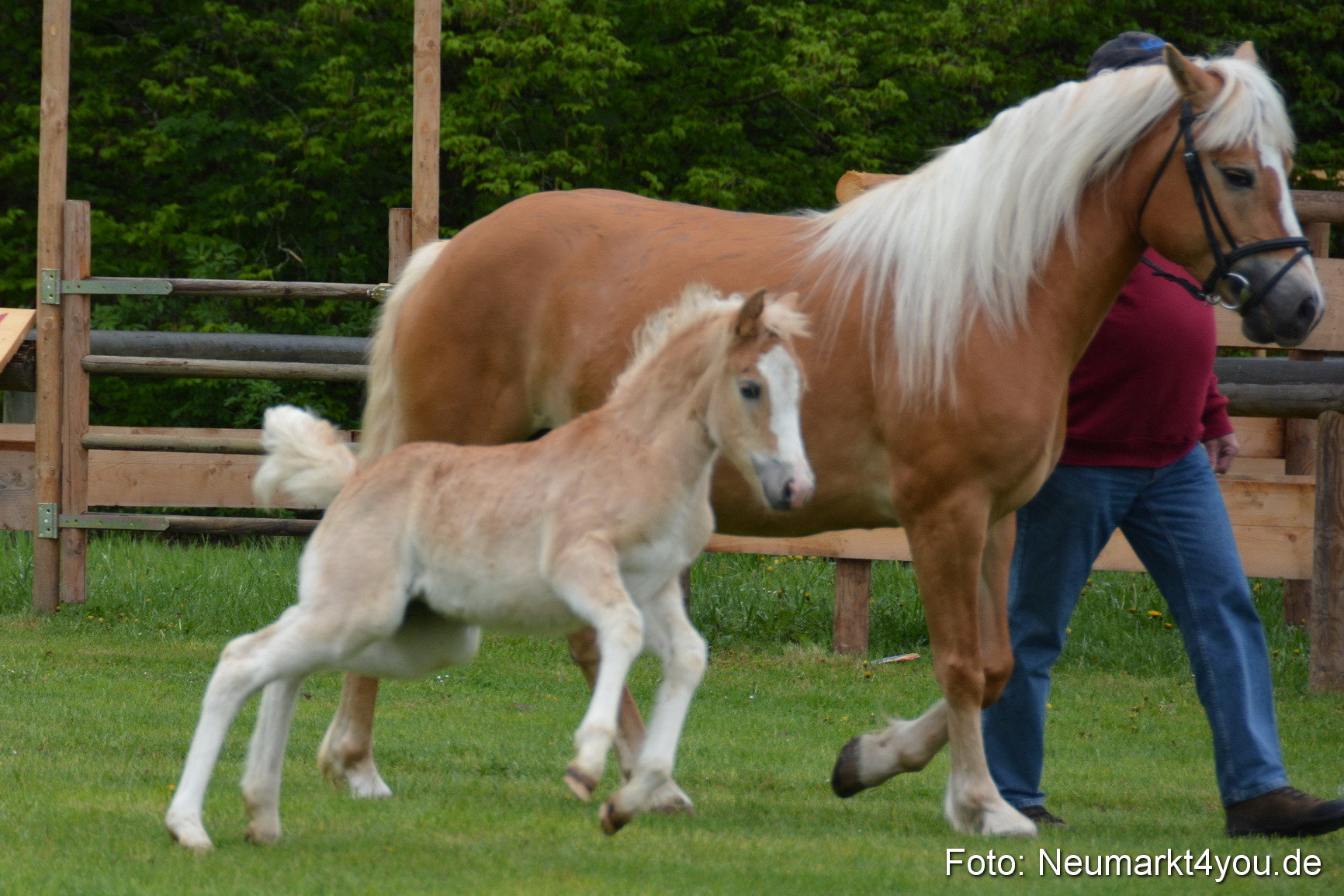 Haflingertreffen Fruehlingsfest 010515 0089
