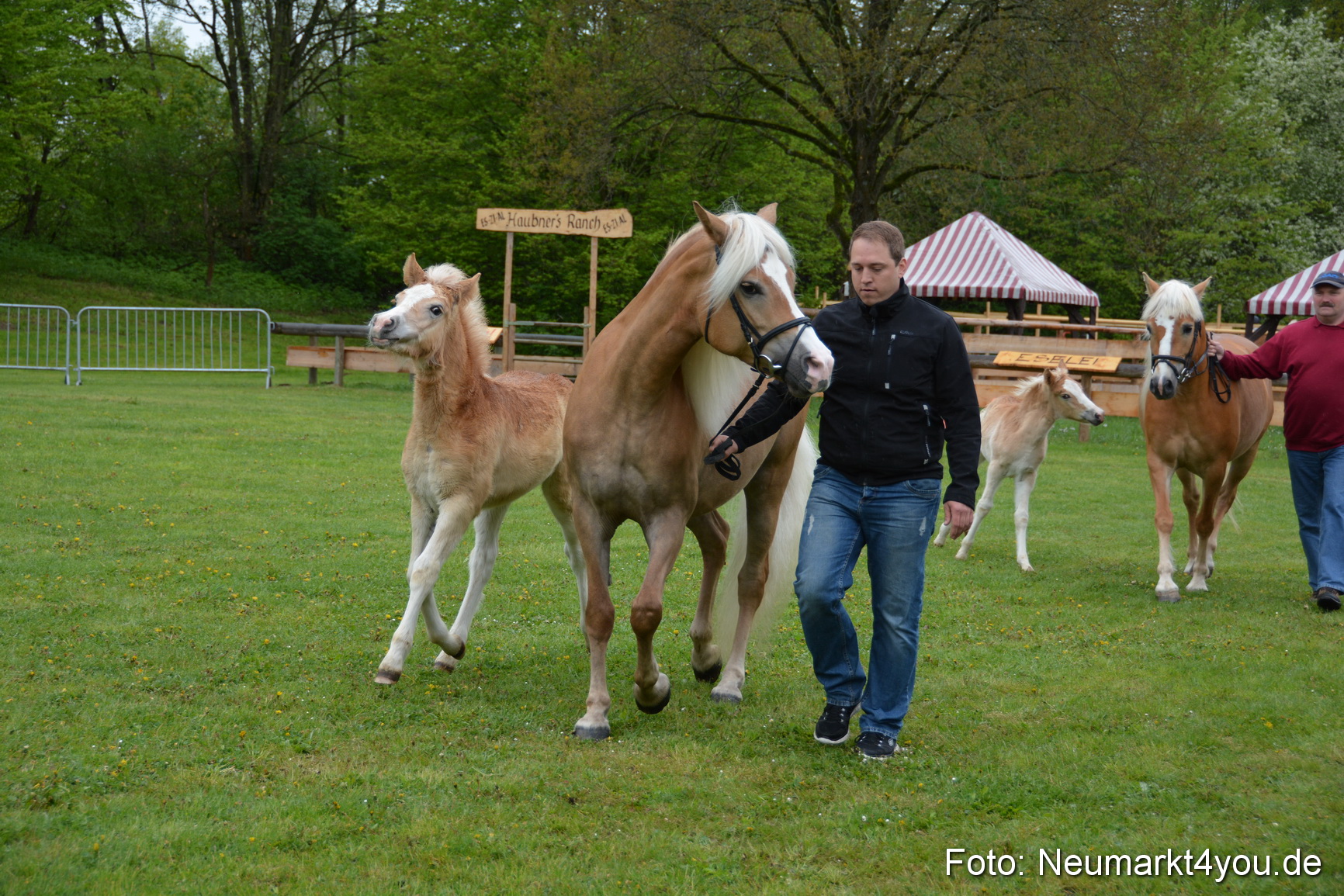 Haflingertreffen Fruehlingsfest 010515 0090