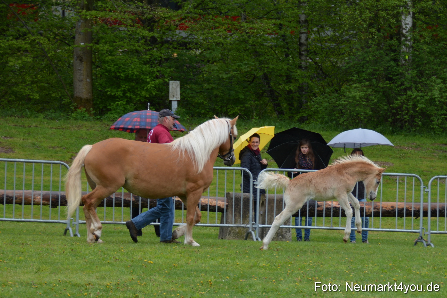 Haflingertreffen Fruehlingsfest 010515 0094